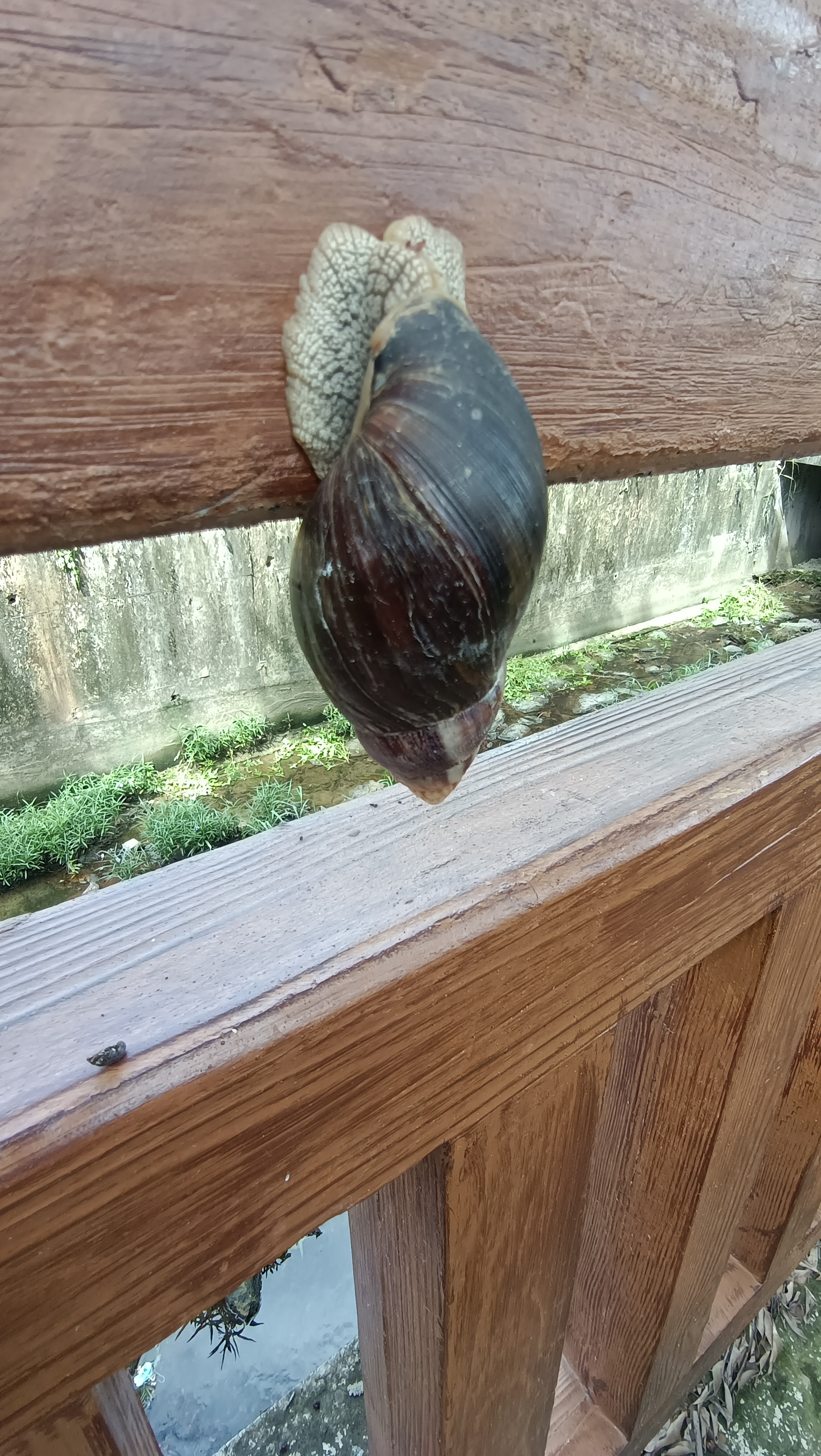 都讲福寿螺,这种才是吧,非洲大蜗牛,又叫福寿螺