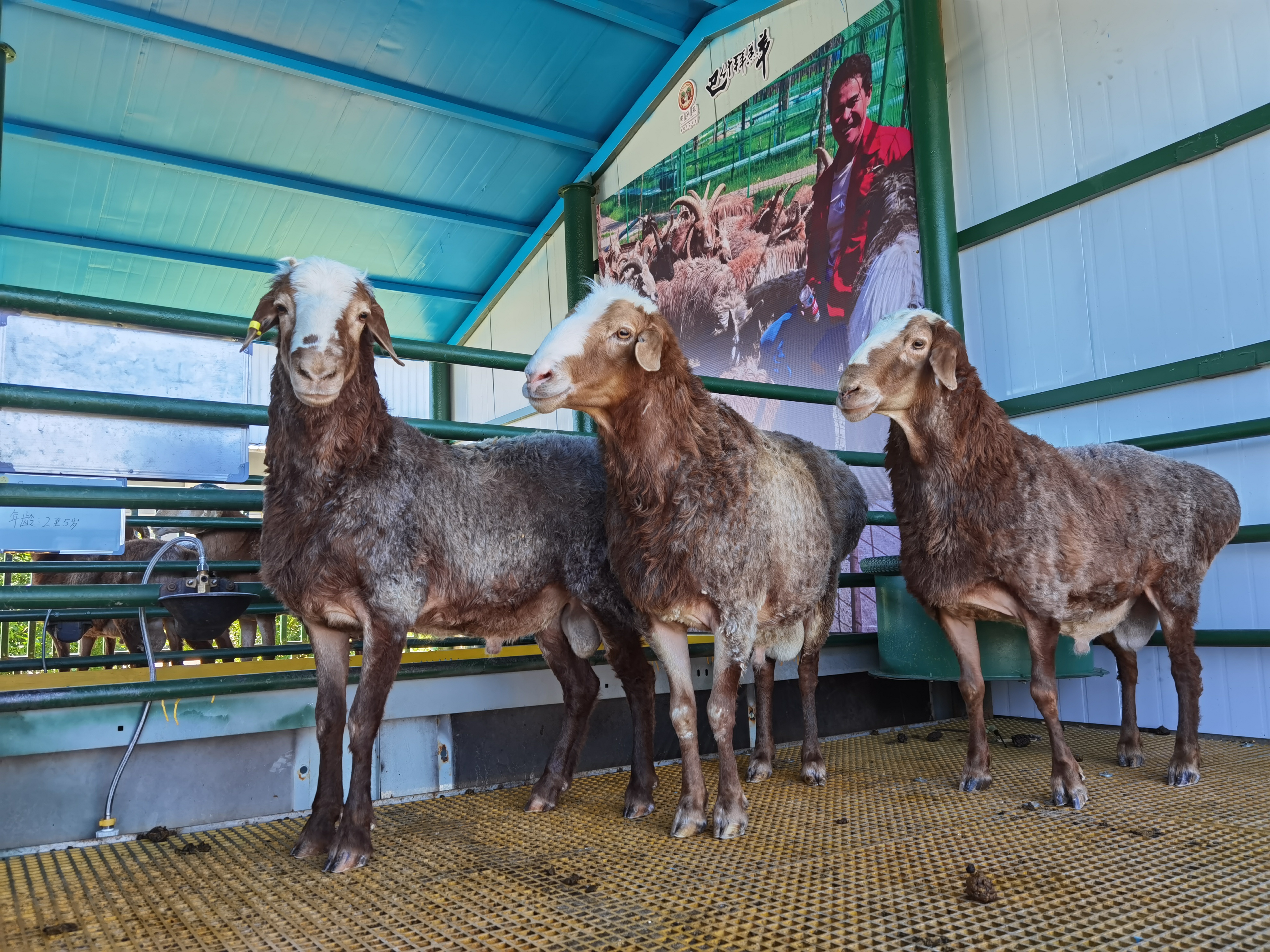 巴什拜羊,祖国西北边陲净土上活跃的精灵,"小白杨"千万公顷草场承载