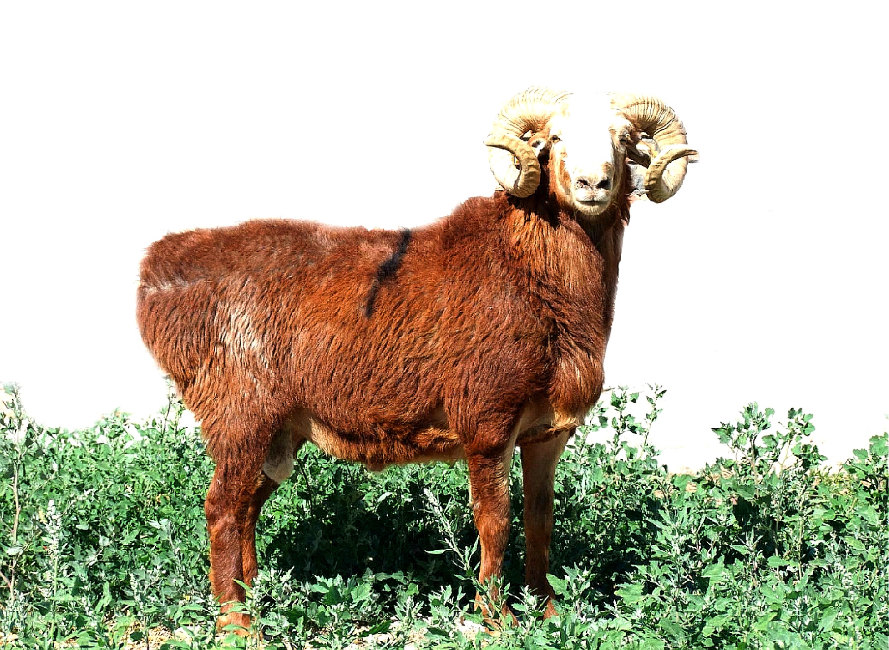 巴什拜羊毛色以红棕为主.