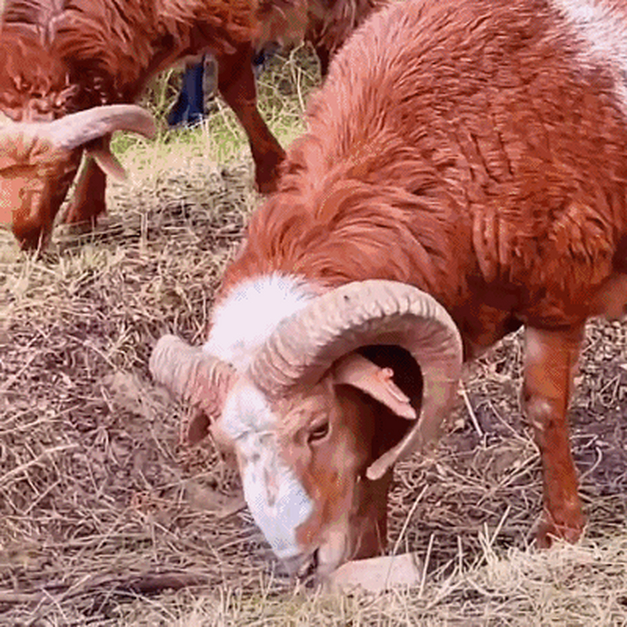 谢利盖品牌的巴什拜羔羊是新疆裕民地方优良品种,经提纯复壮后在牧区