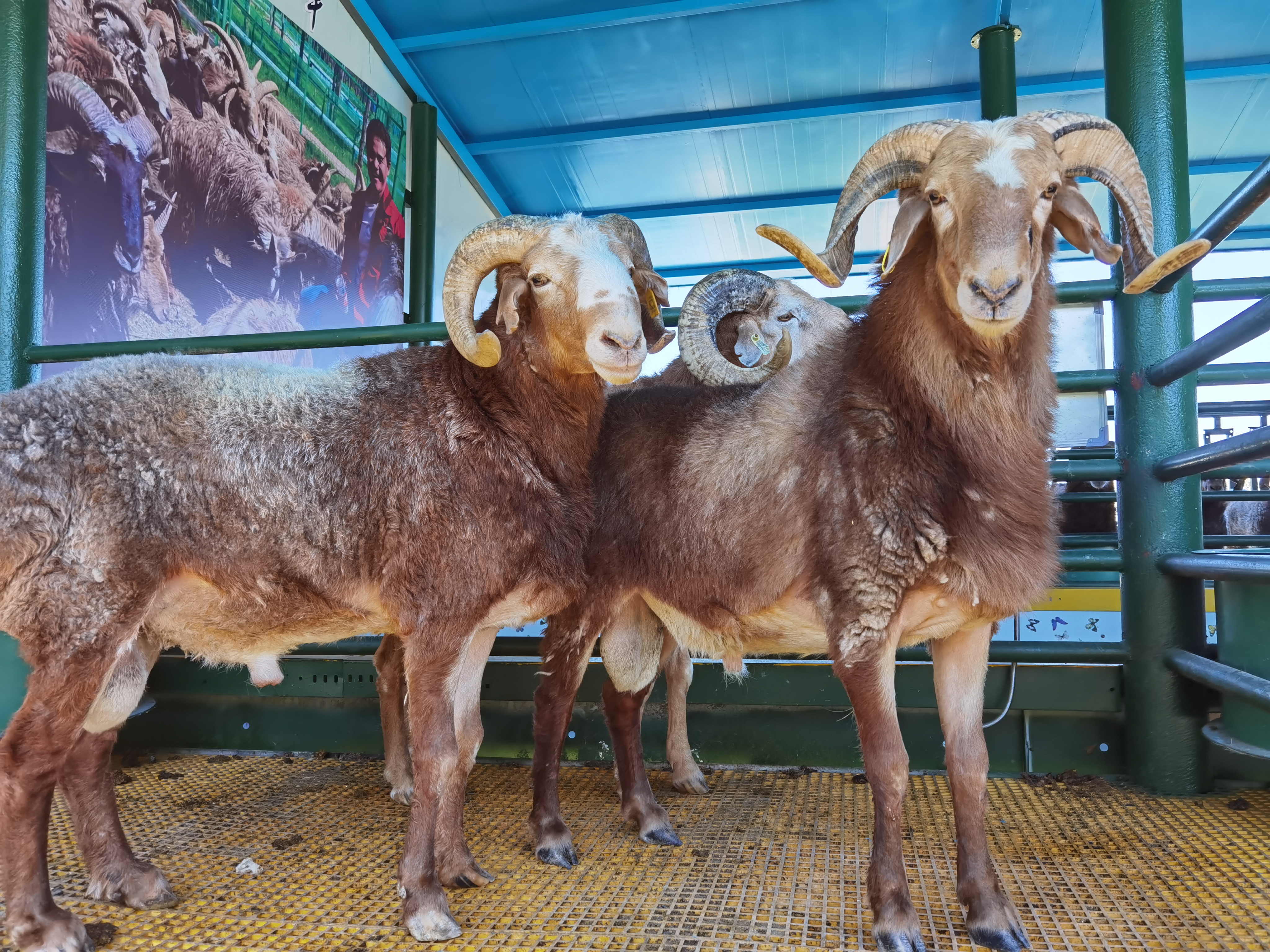 巴什拜羊,祖国西北边陲净土上活跃的精灵,"小白杨"千万公顷草场承载