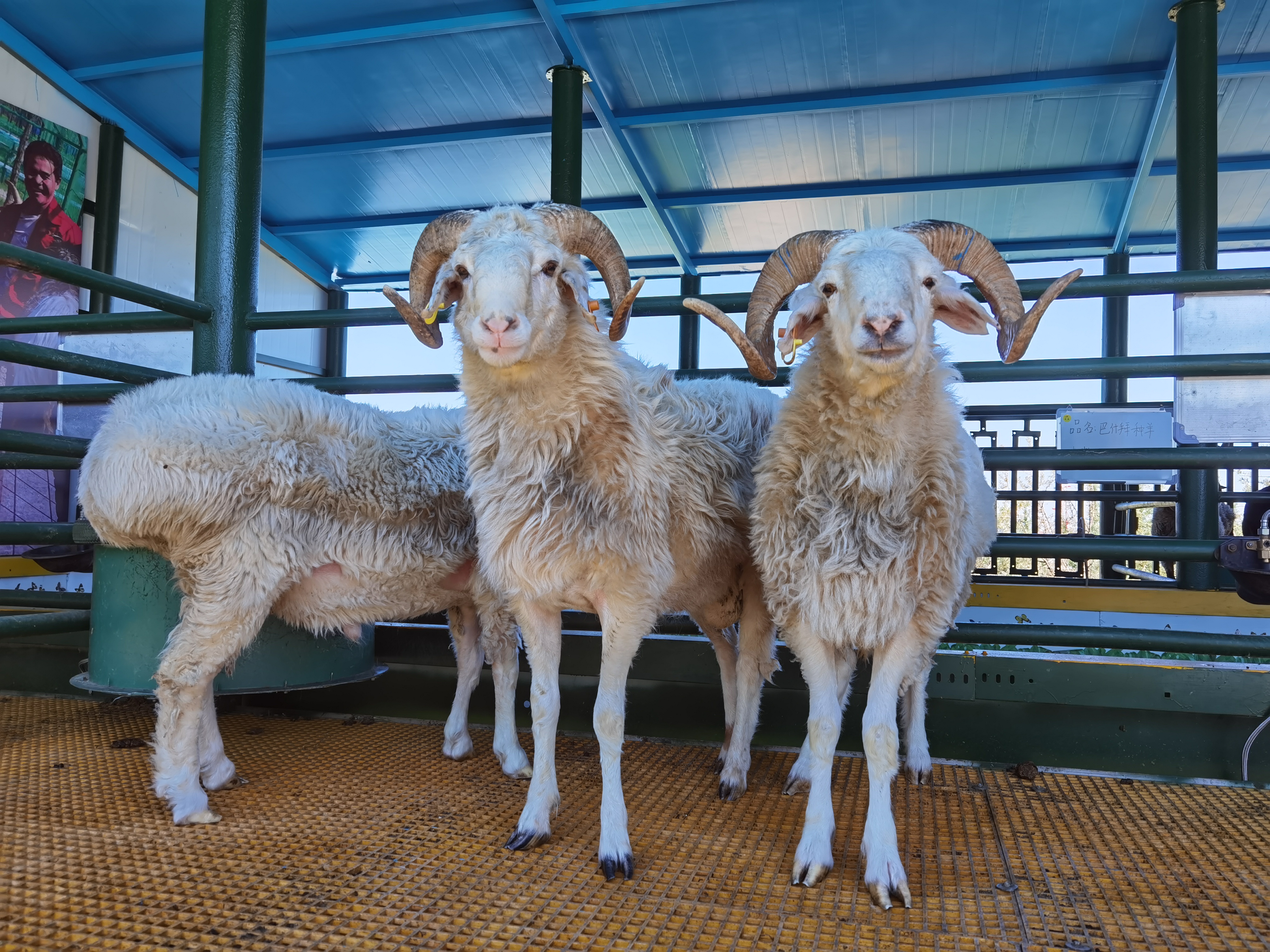 巴什拜羊,祖国西北边陲净土上活跃的精灵,"小白杨"千万公顷草场承载