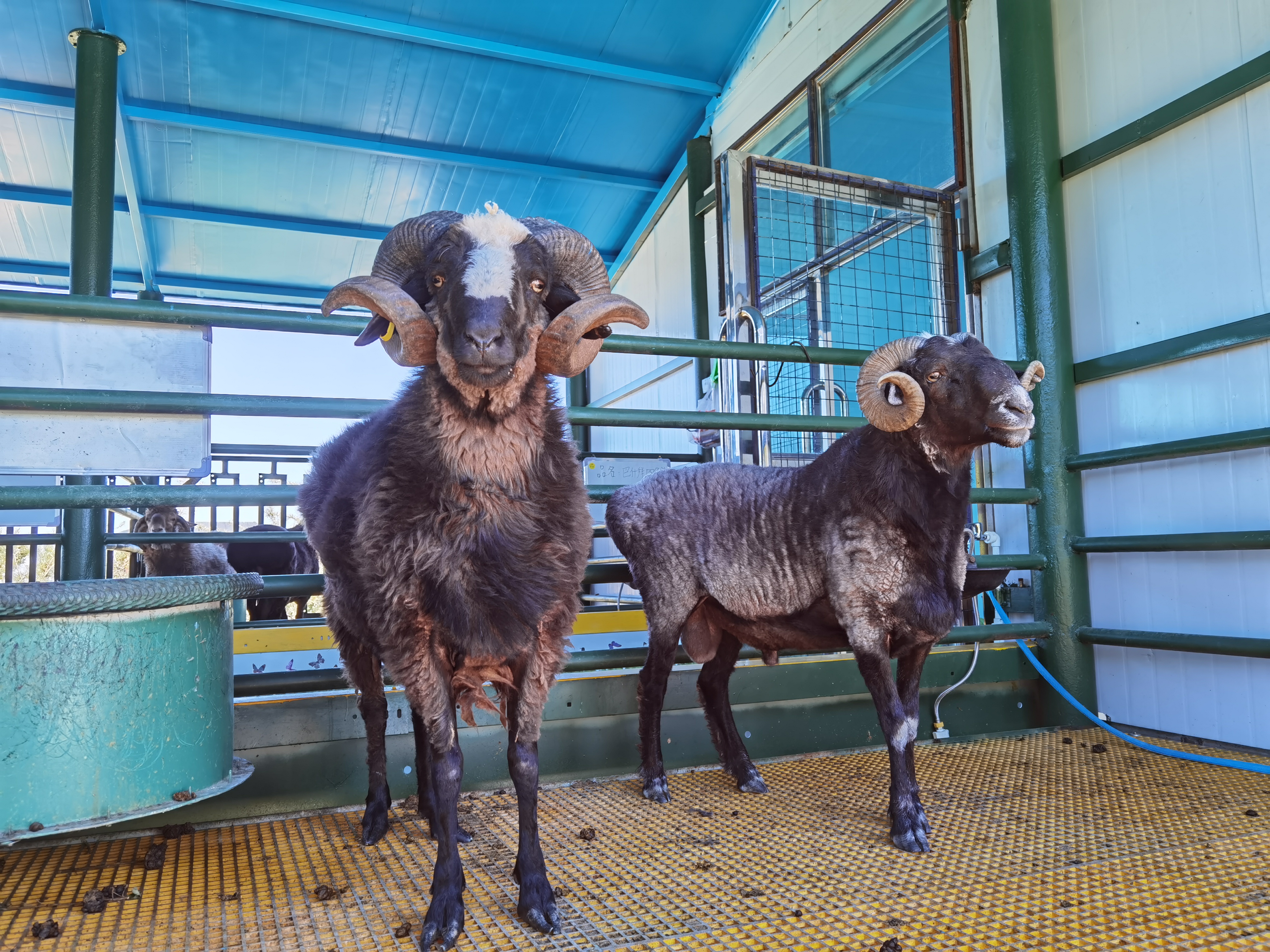 巴什拜羊,祖国西北边陲净土上活跃的精灵,"小白杨"千万公顷草场承载