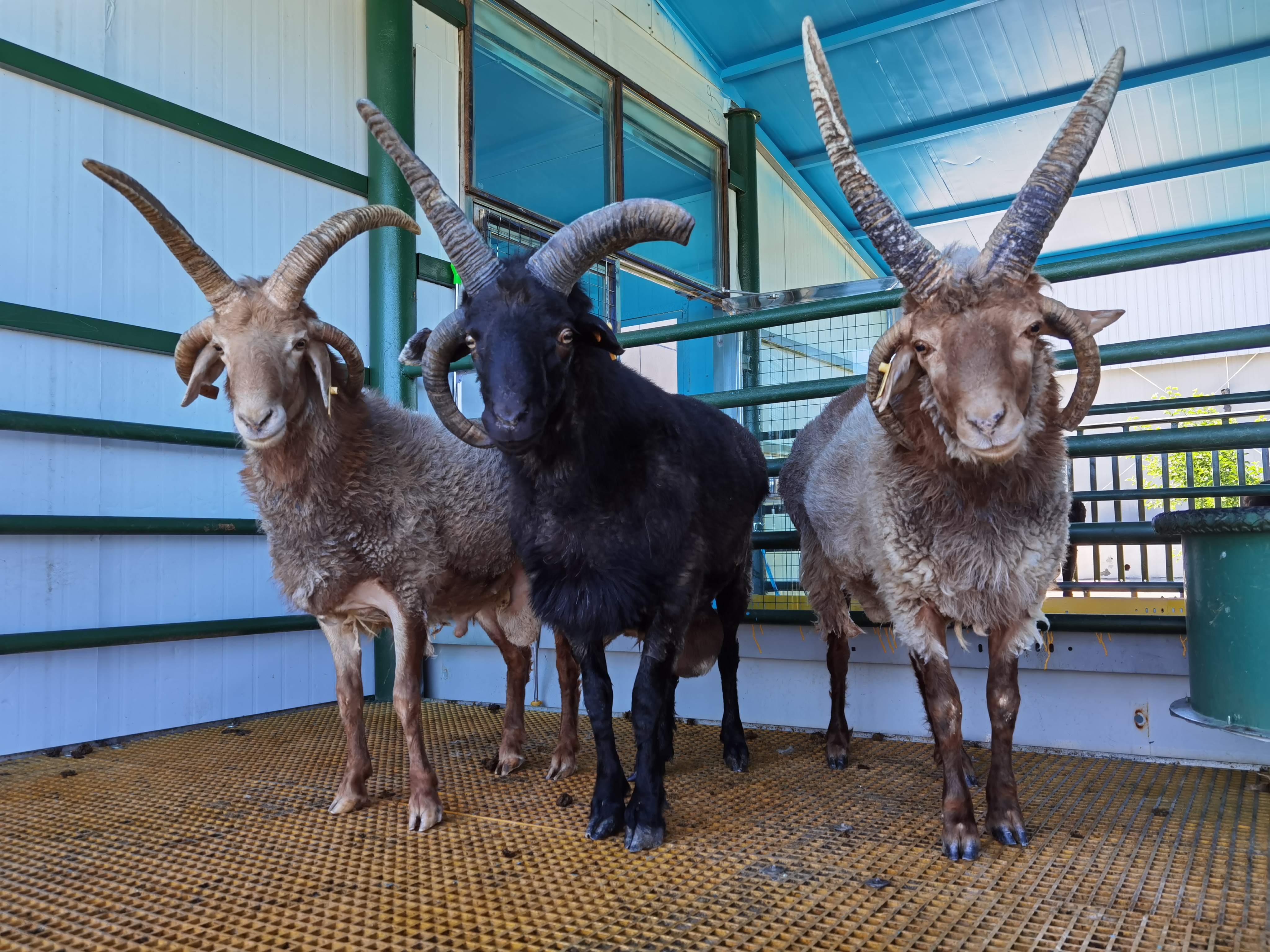 巴什拜羊,祖国西北边陲净土上活跃的精灵,"小白杨"千万公顷草场承载