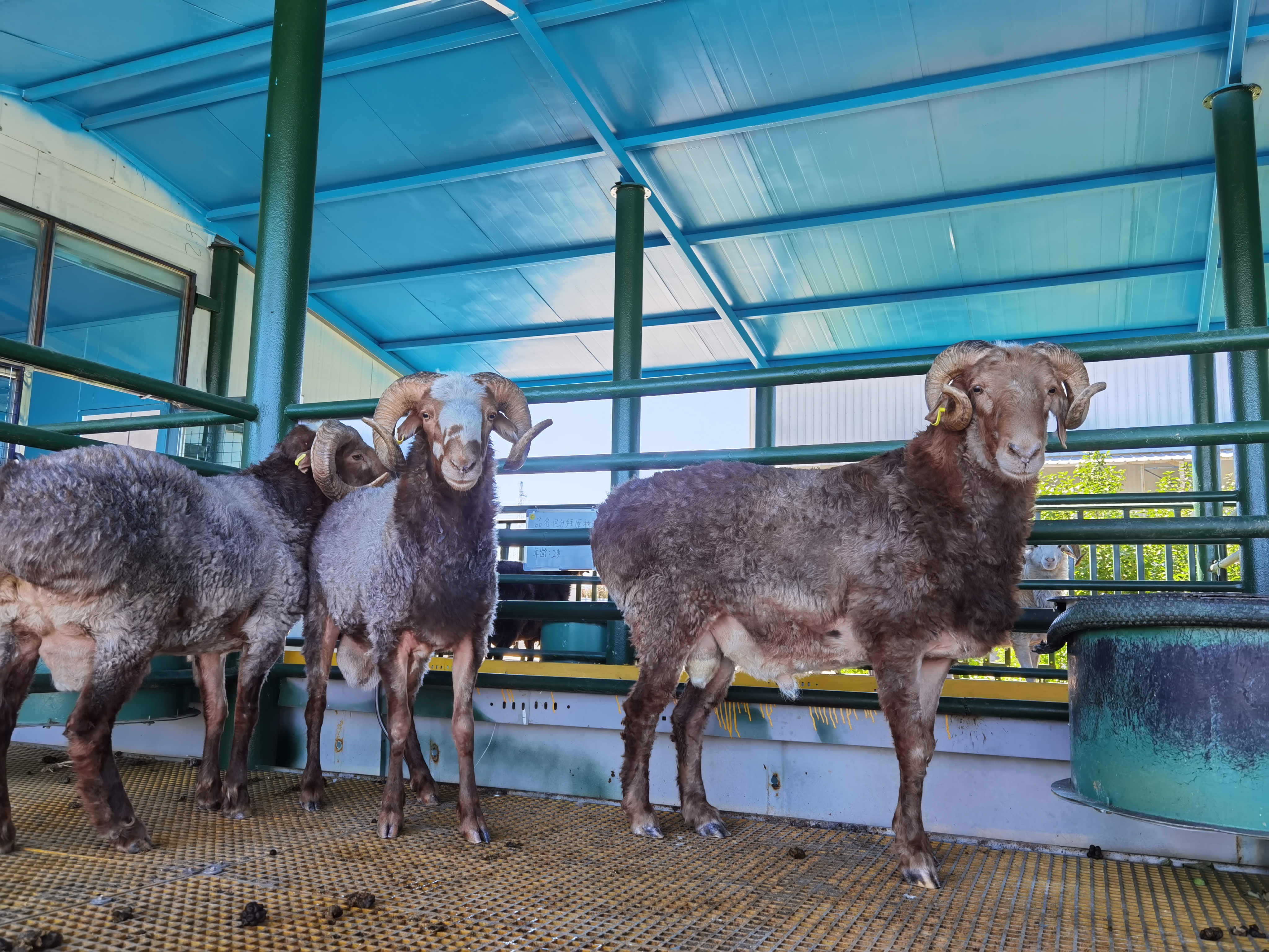 巴什拜羊,祖国西北边陲净土上活跃的精灵,"小白杨"千万公顷草场承载