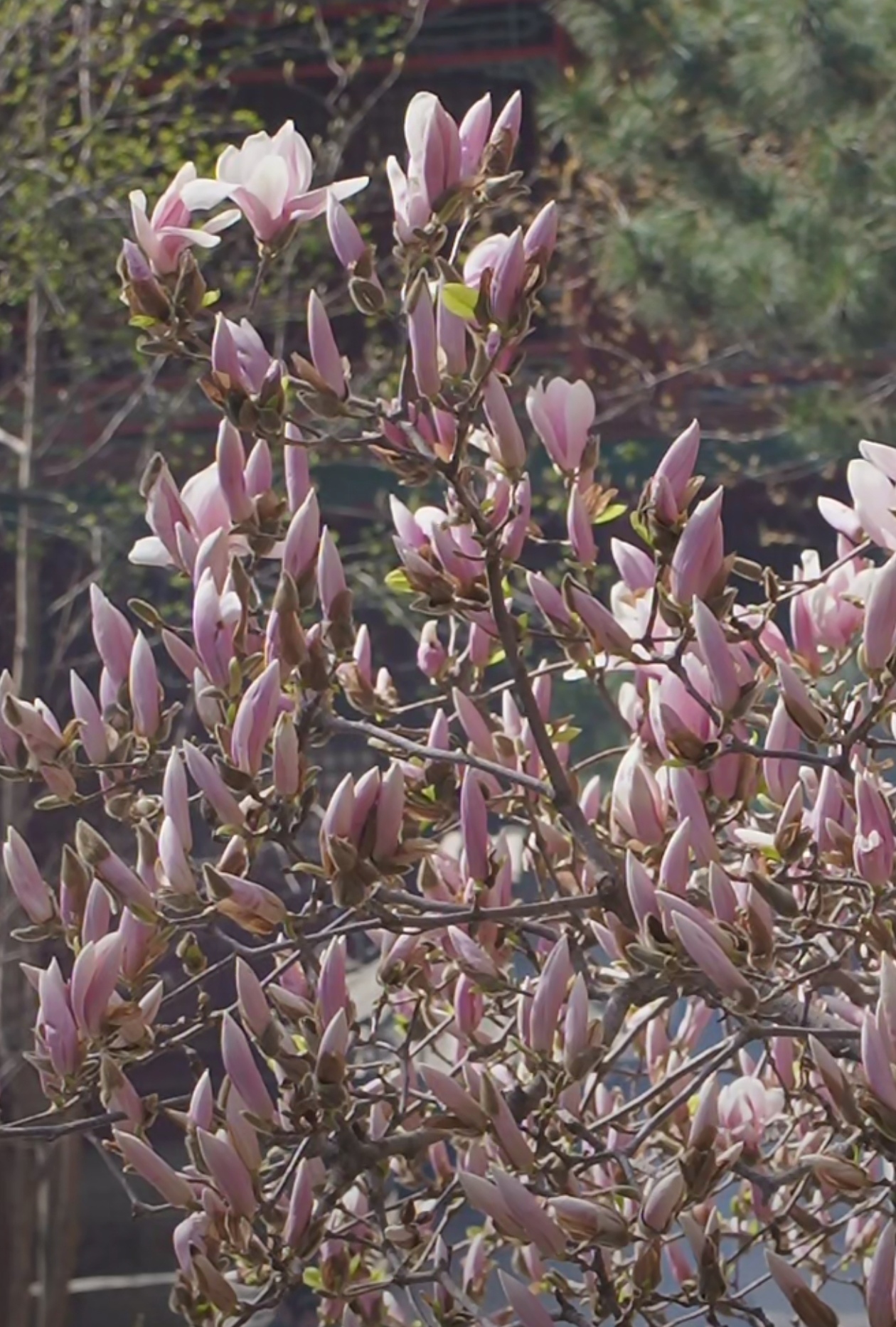 春游美景拍不停#潭柘寺二乔玉兰已盛开,莫错过花期