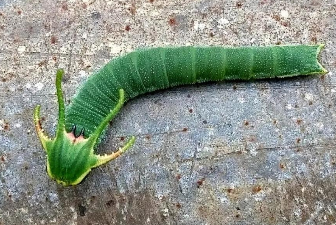 小时候看到过这样的大绿虫子,可没有角呀.