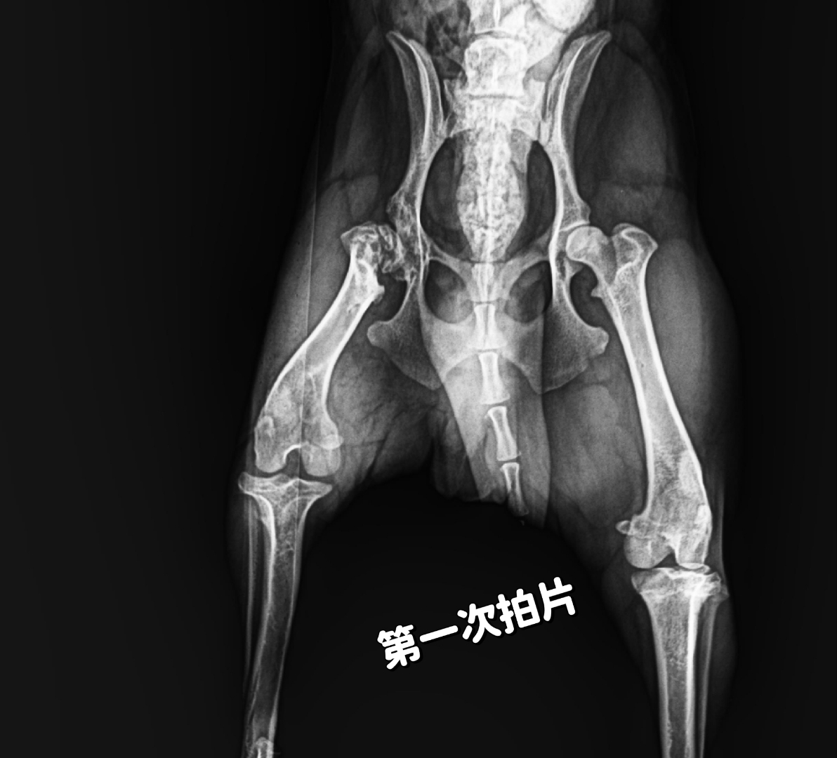 万能的朋友们,谁能告诉我看片子狗狗的股骨头会长好