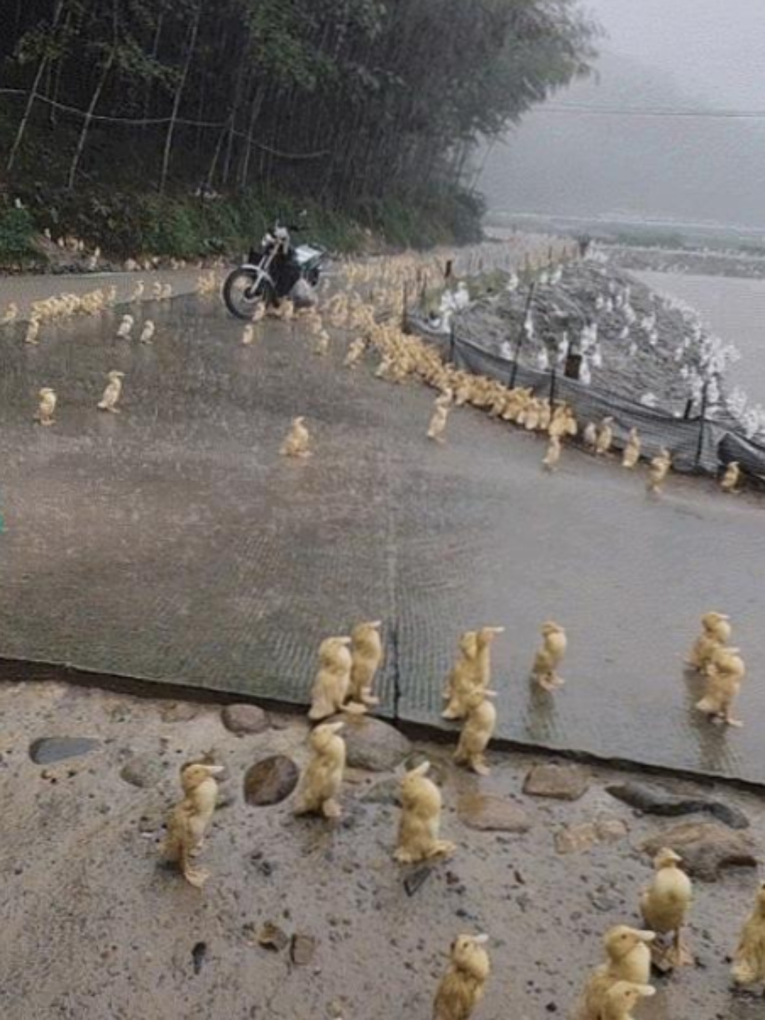 土番鸭图片 淋雨图片