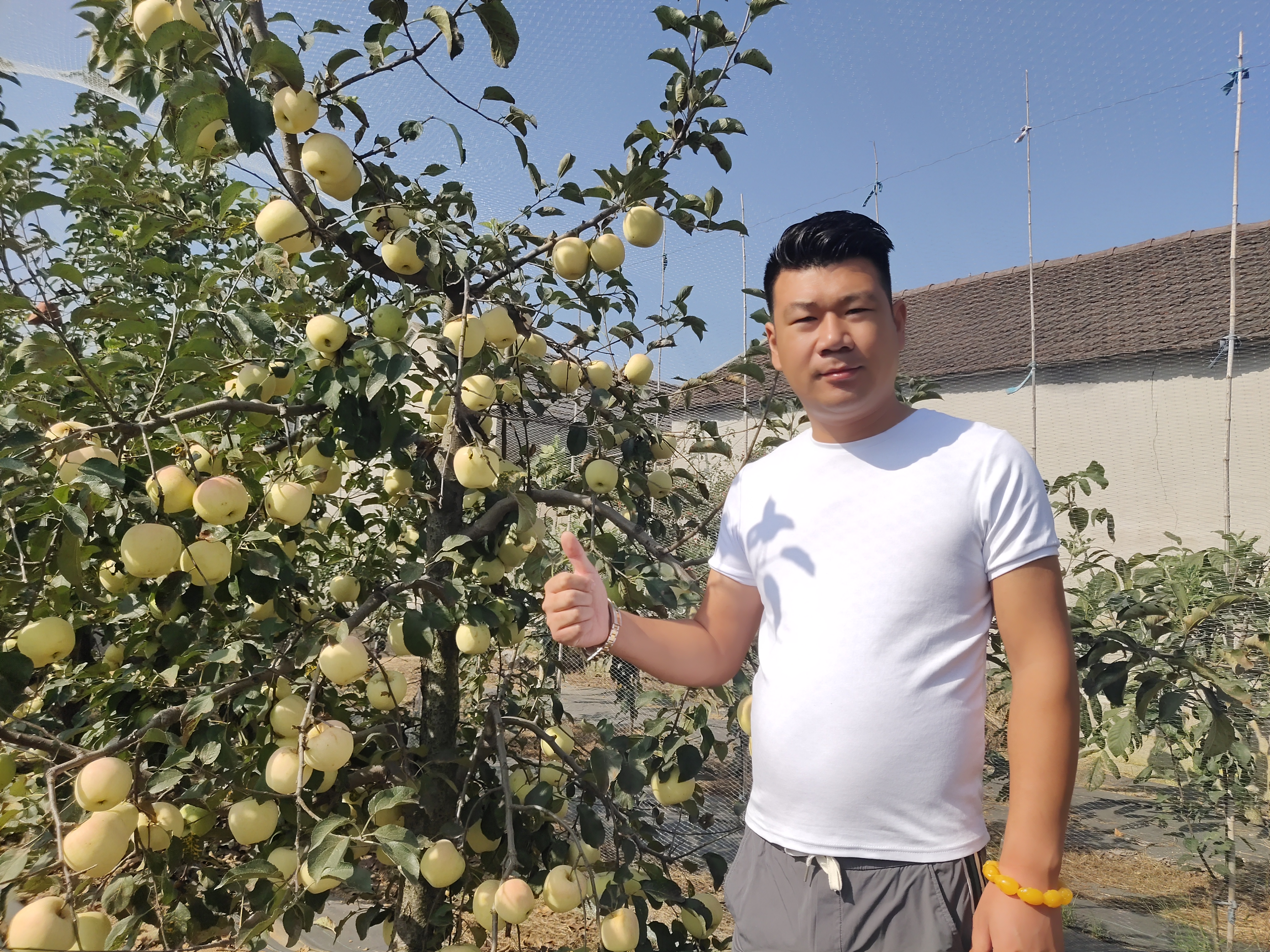 最新果树新品种有哪些,山东专业果树苗木基地,山东成鹏苗木基地占地