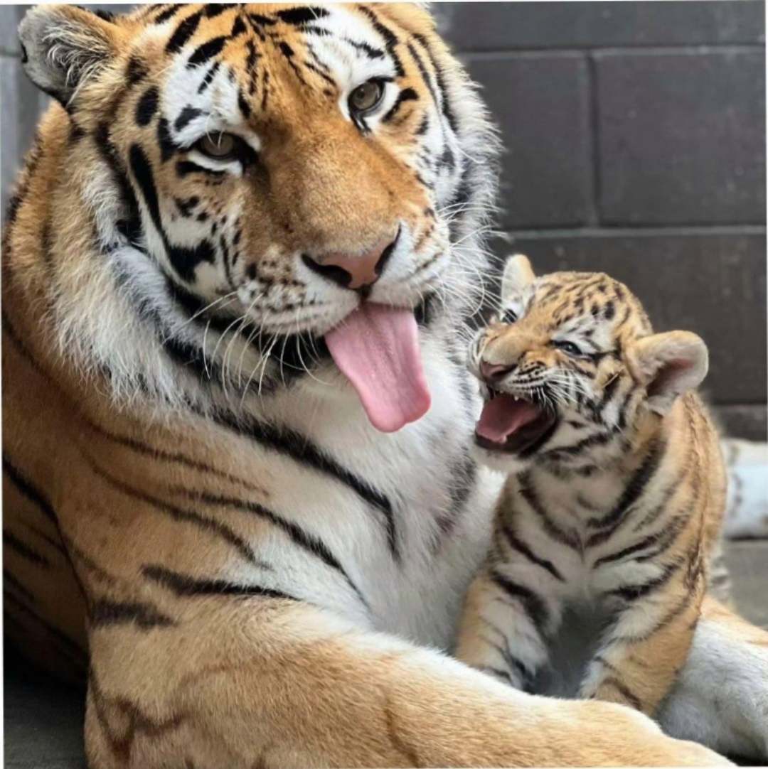 有网友一直和我强调,这是东北的猫 形似老虎.