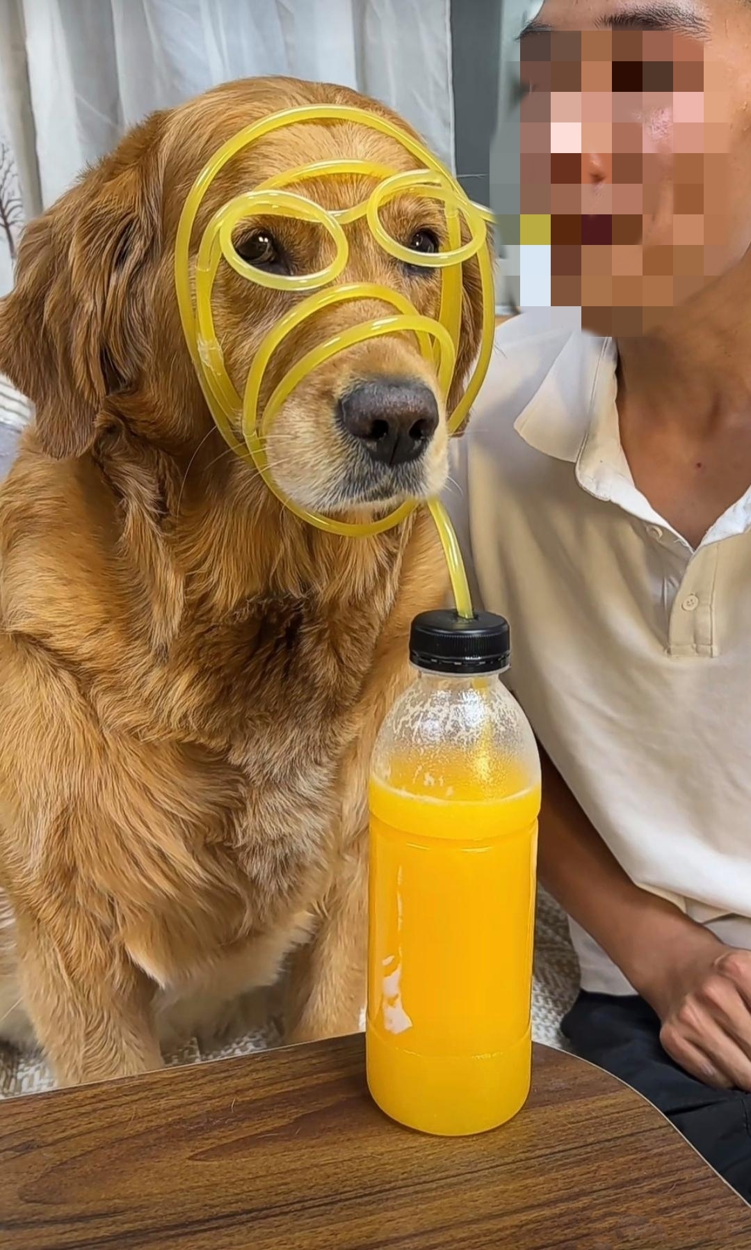 抖音喝水笑的狗=一只狗喝水笑的视频