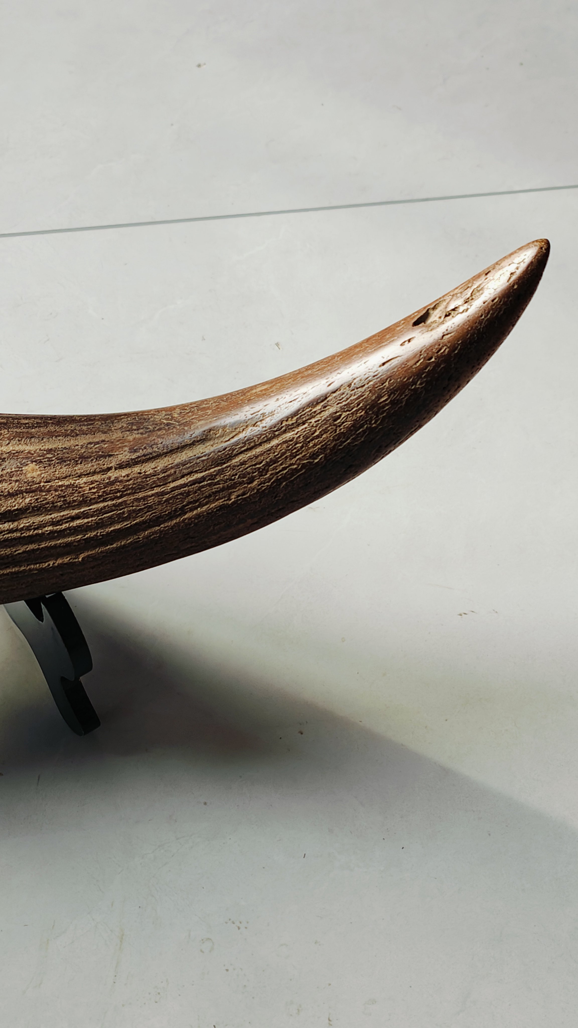 远古长毛犀牛交,尺寸45