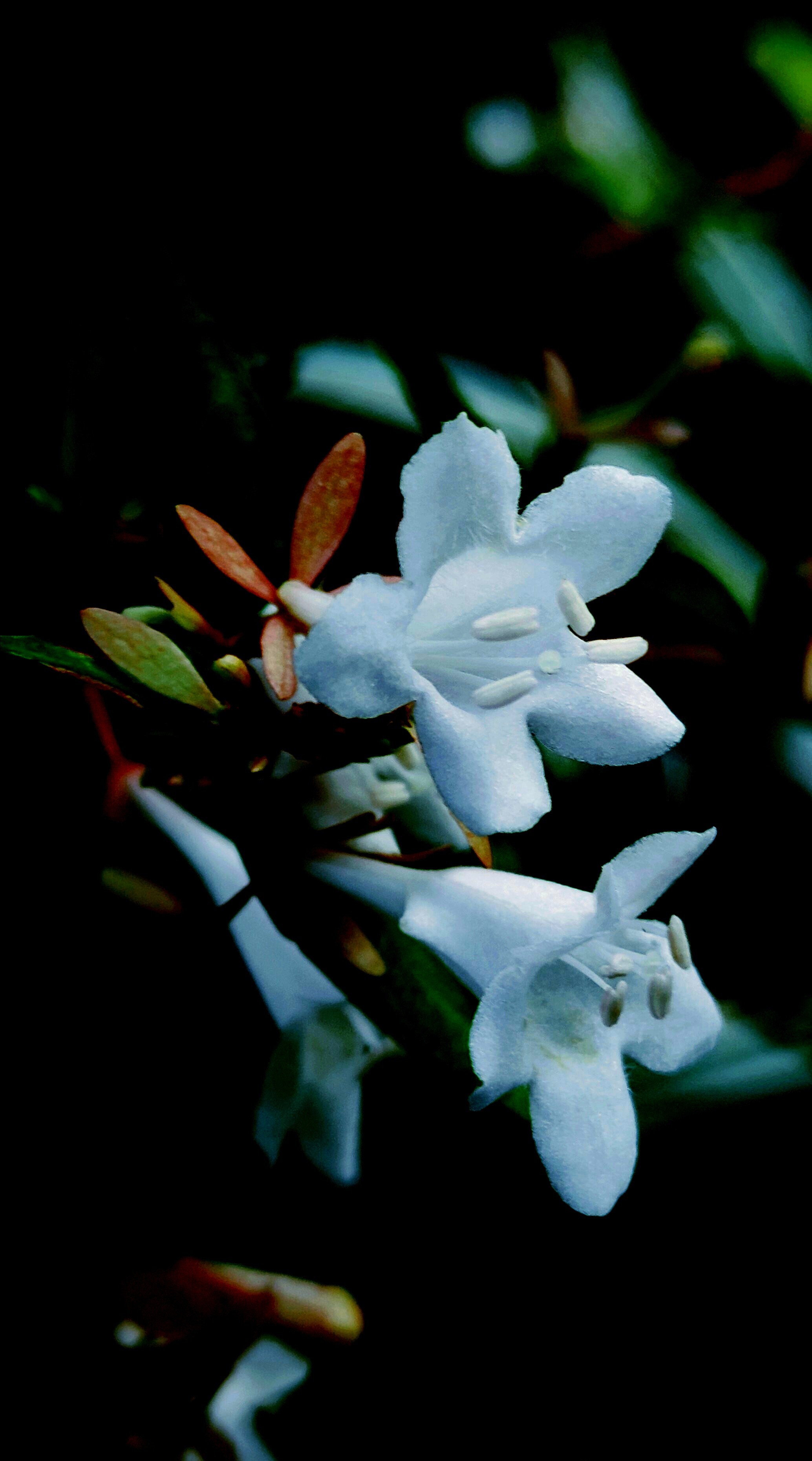 大花六道木的花语是谦虚低调.