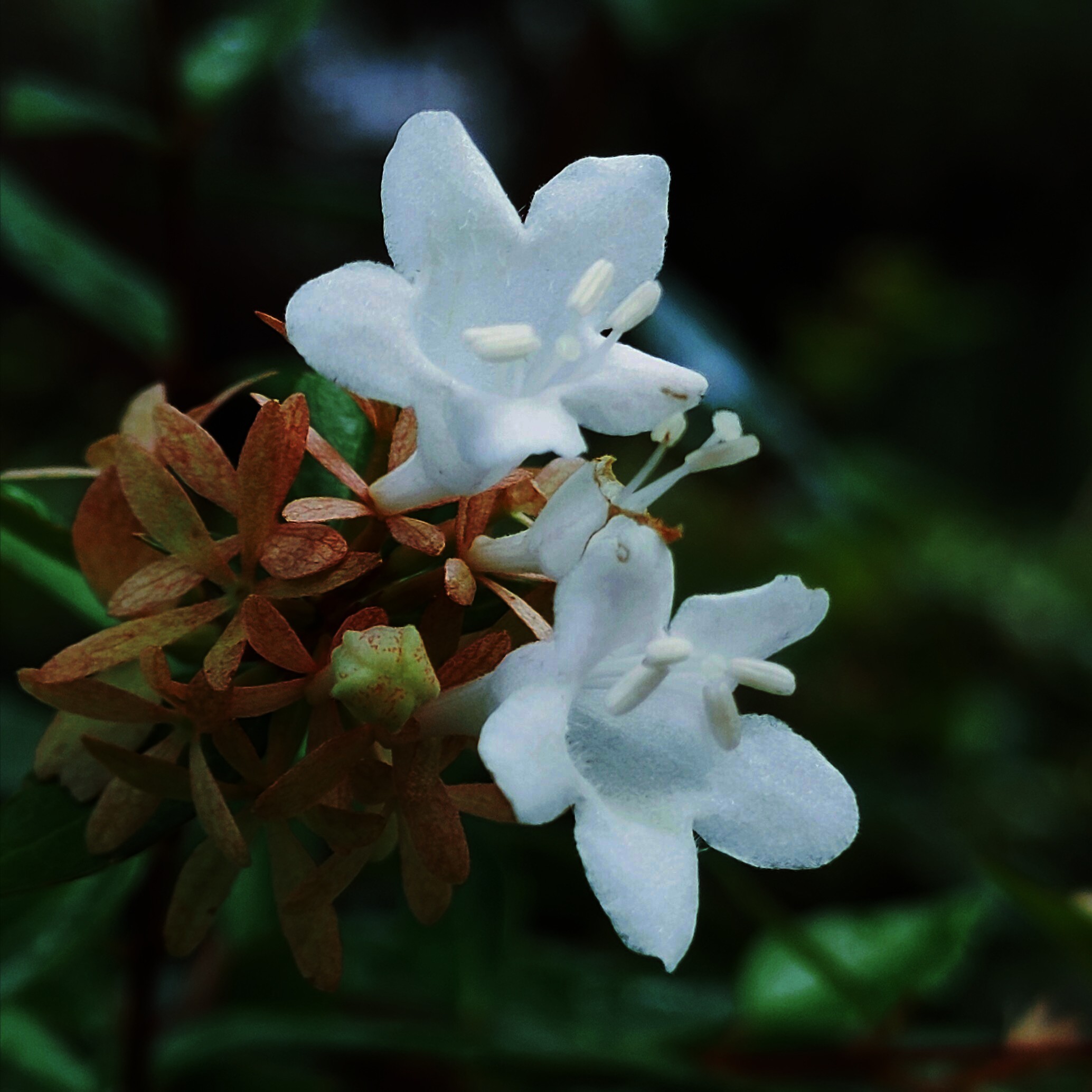 大花六道木的花语是谦虚低调.