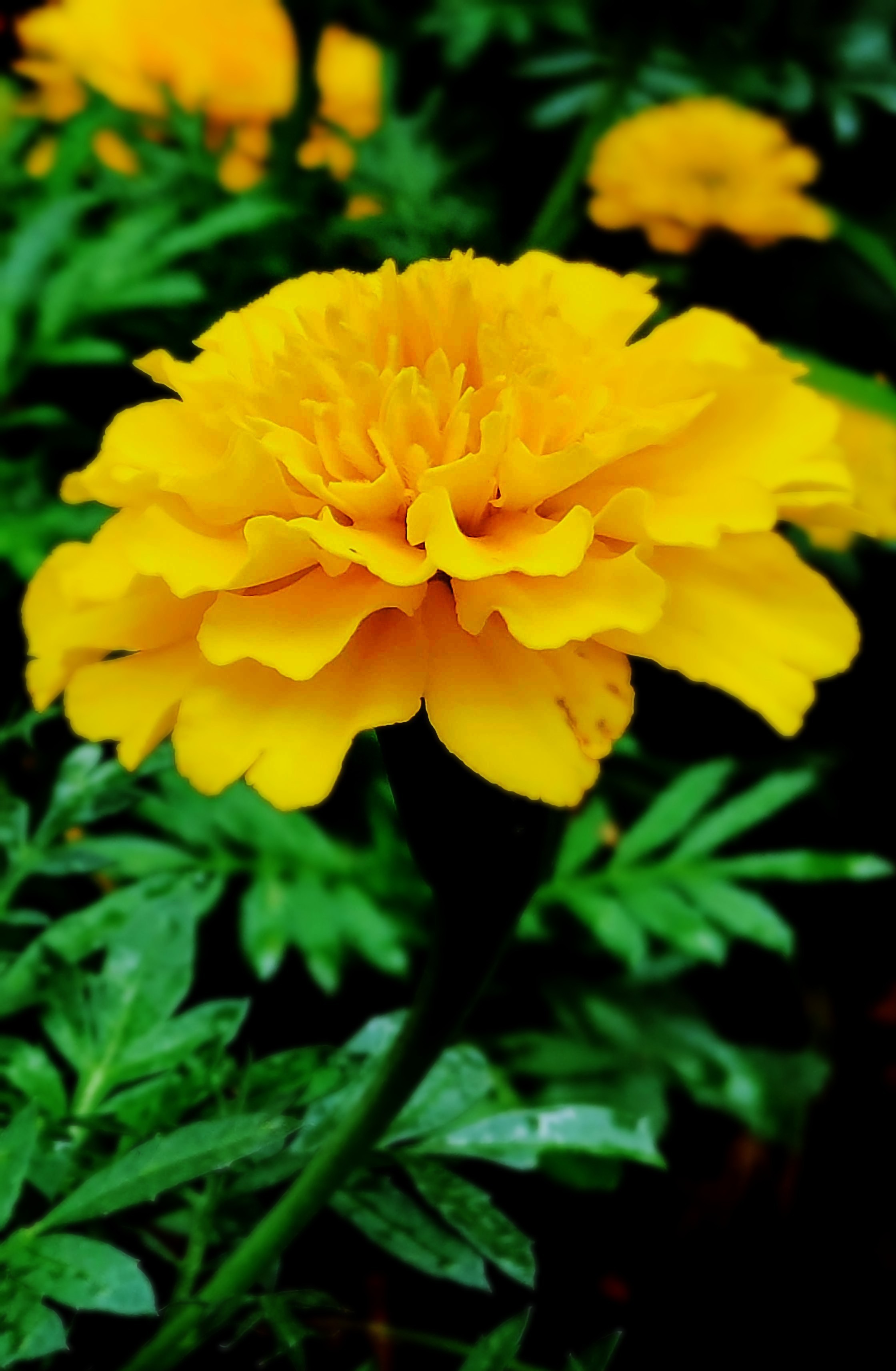 孔雀草也叫万寿菊,公园里金黄一片,花朵虽小,却朵朵神清气爽#原创