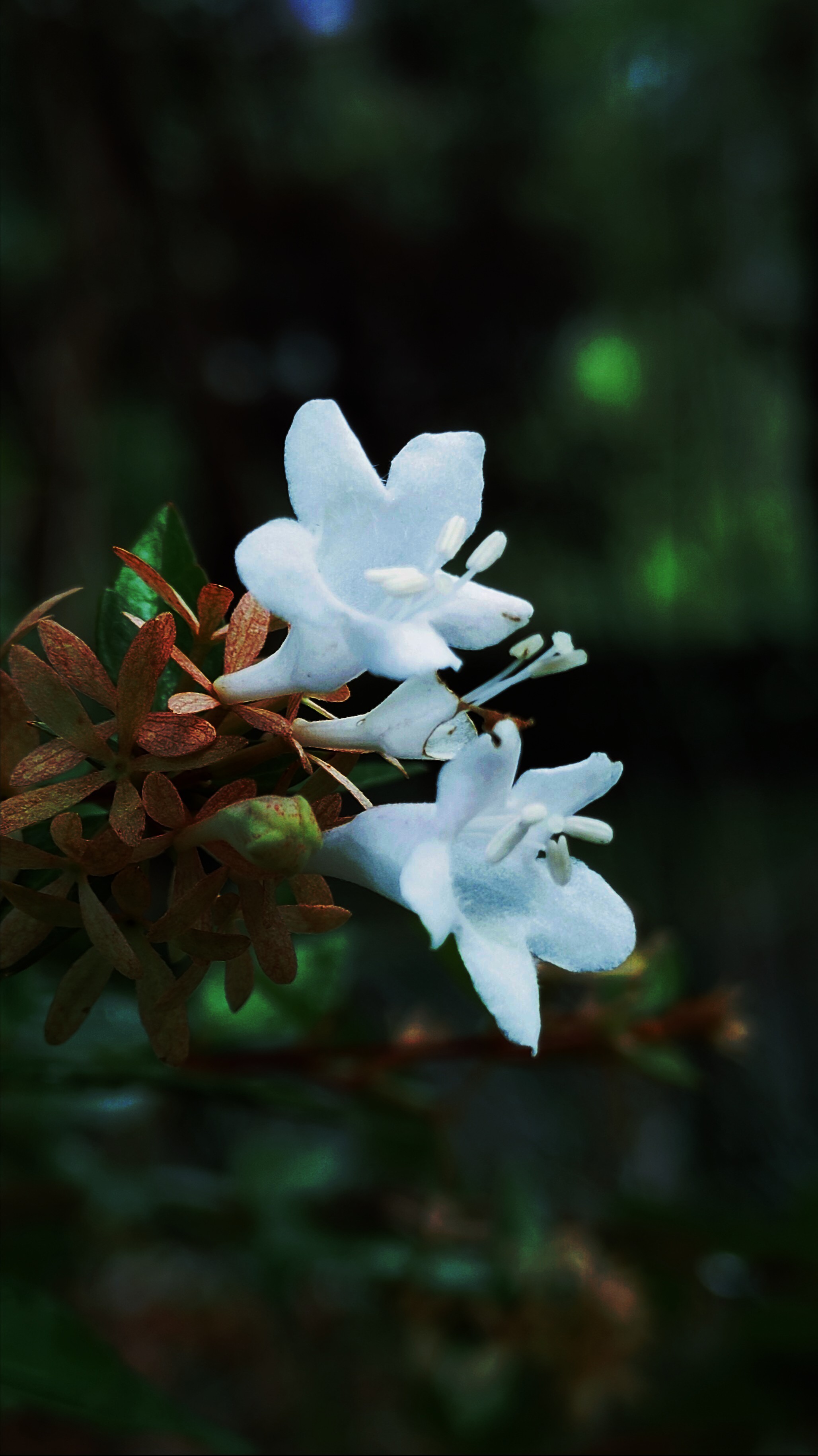 大花六道木的花语是谦虚低调.