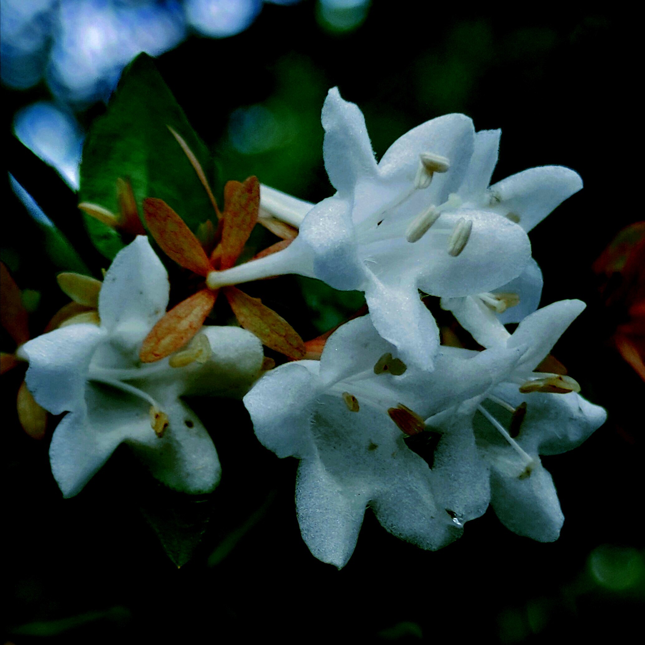 大花六道木的花语是谦虚低调.