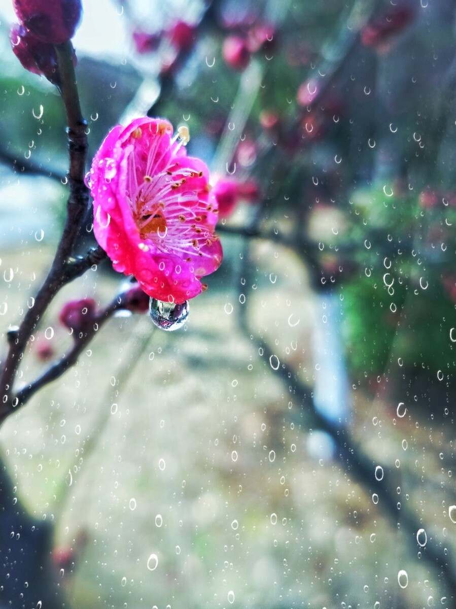 赞美雨后梅花图片