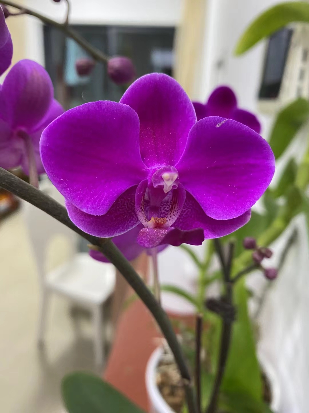 紫兰花开,深紫色的花苞与花瓣在绿叶的映衬下,显得更加高贵与神秘.