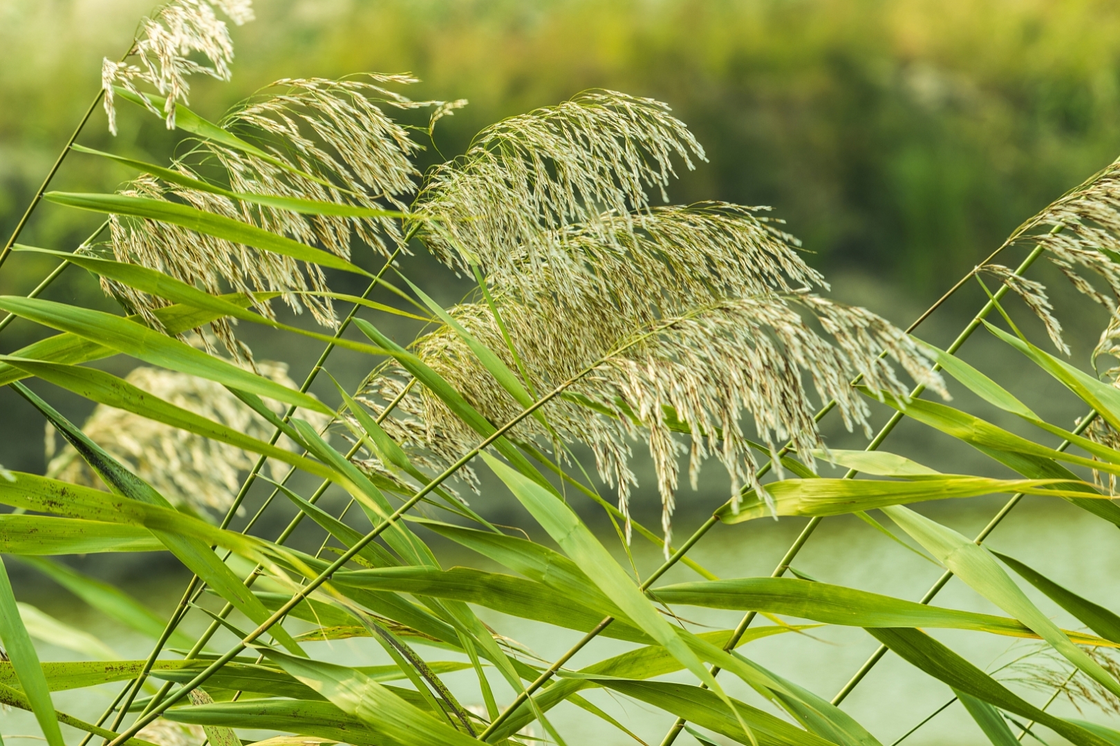 每一根芦苇