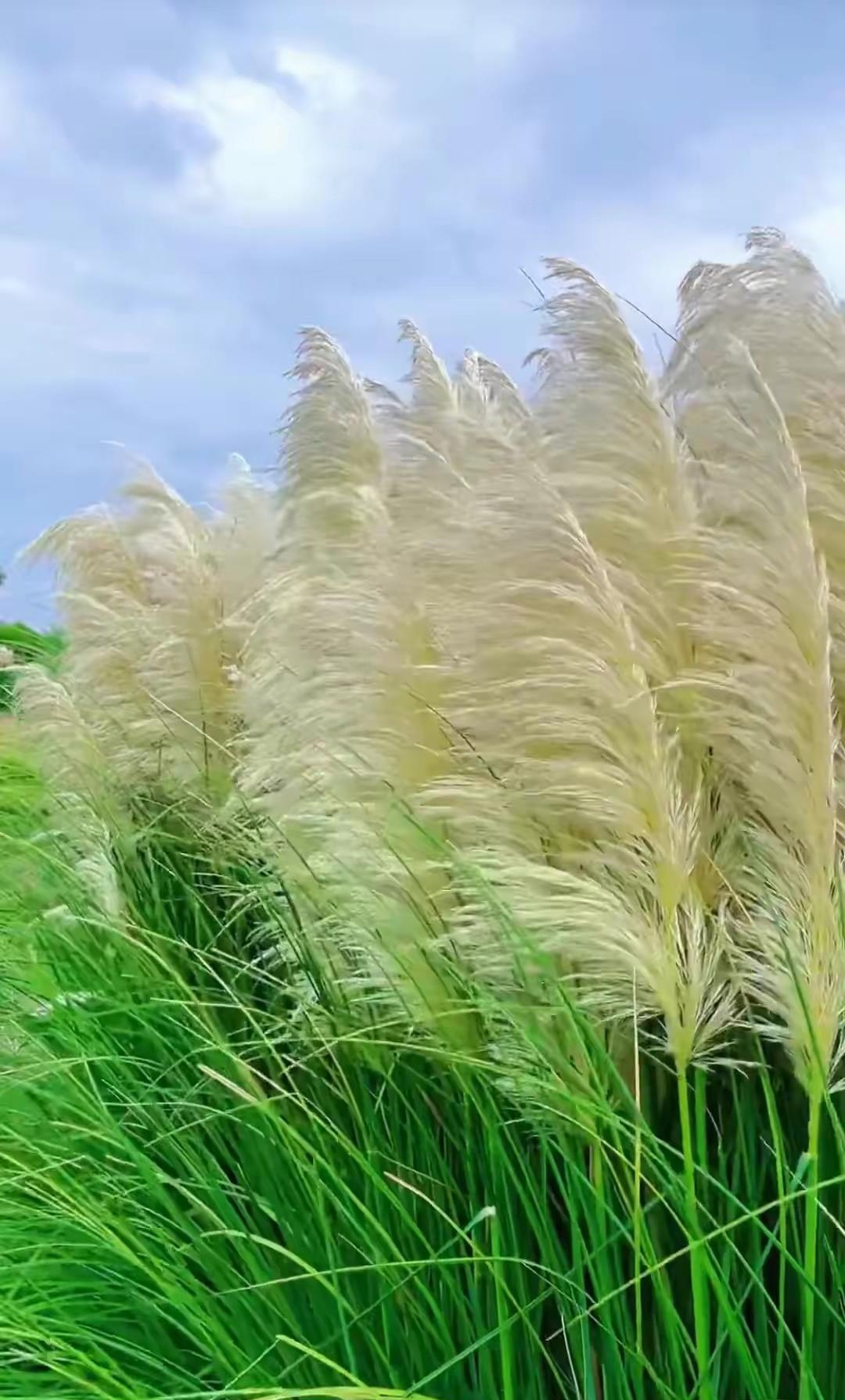 每一根芦苇,都是大自然的笔触,描绘出一幅生动的画面.