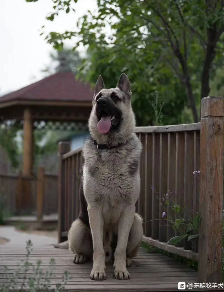 警犬狼狗图片