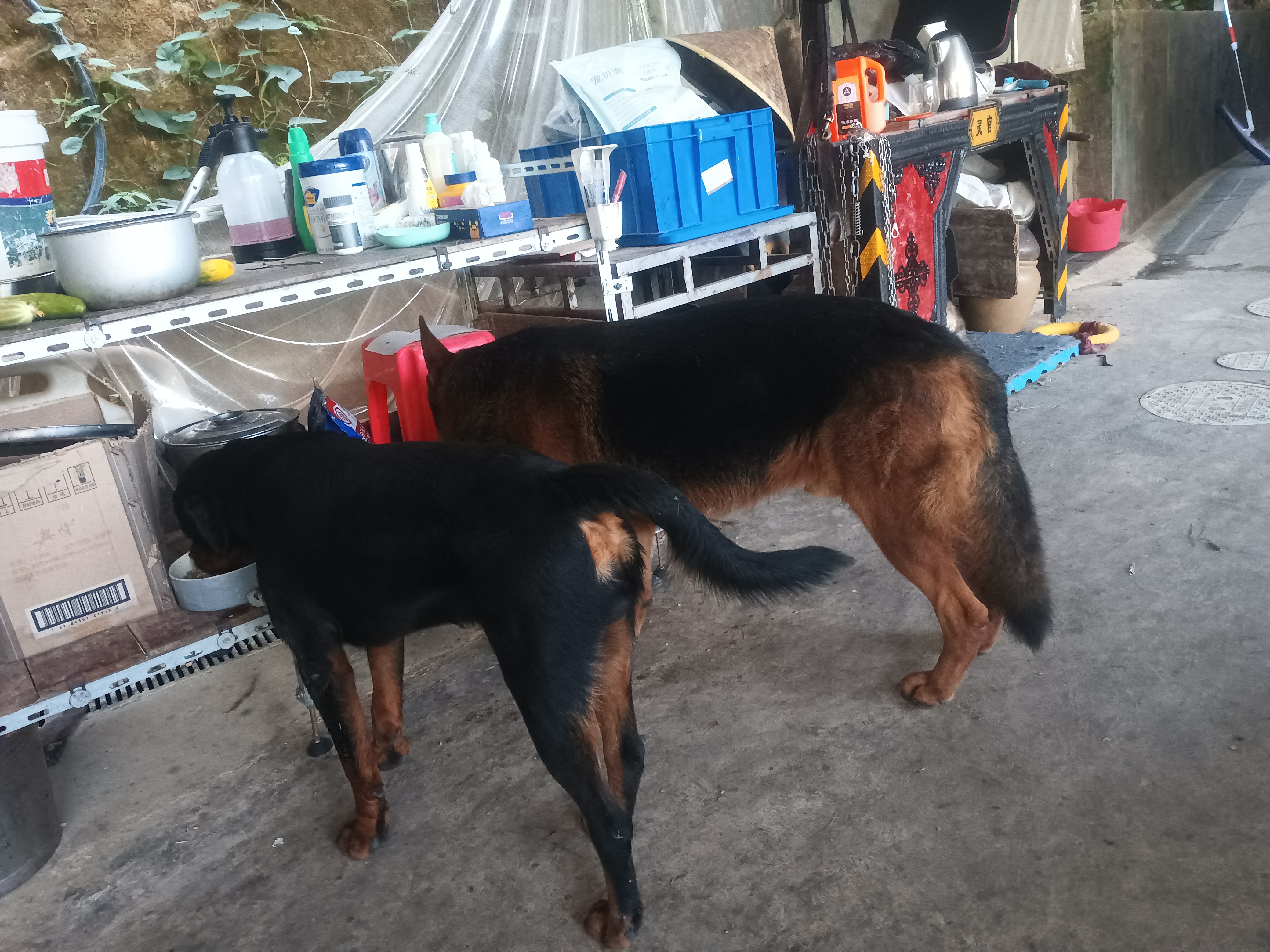 东欧牧羊犬售卖网站_东欧牧羊犬交易吧