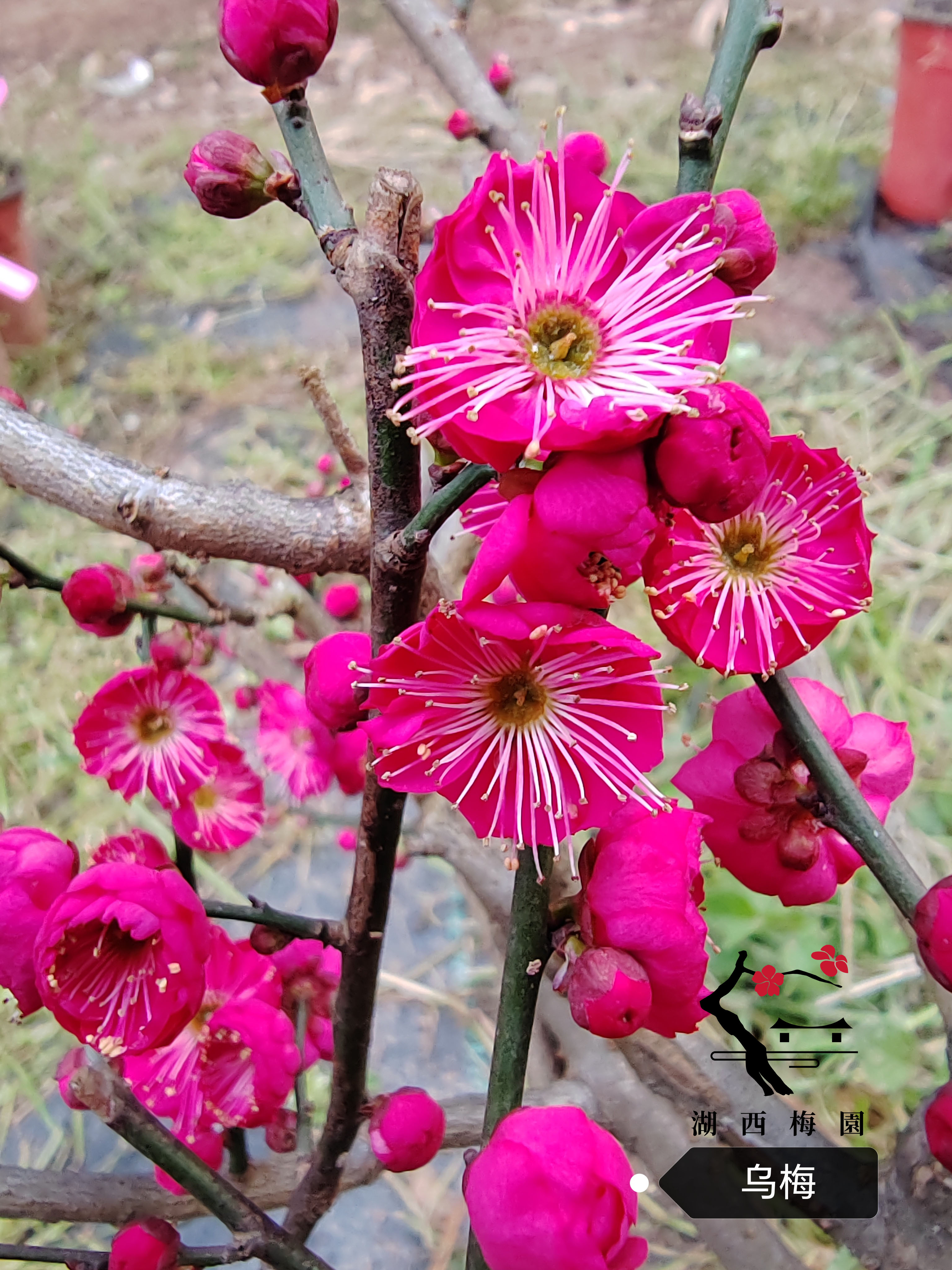 舞朱砂梅花图片