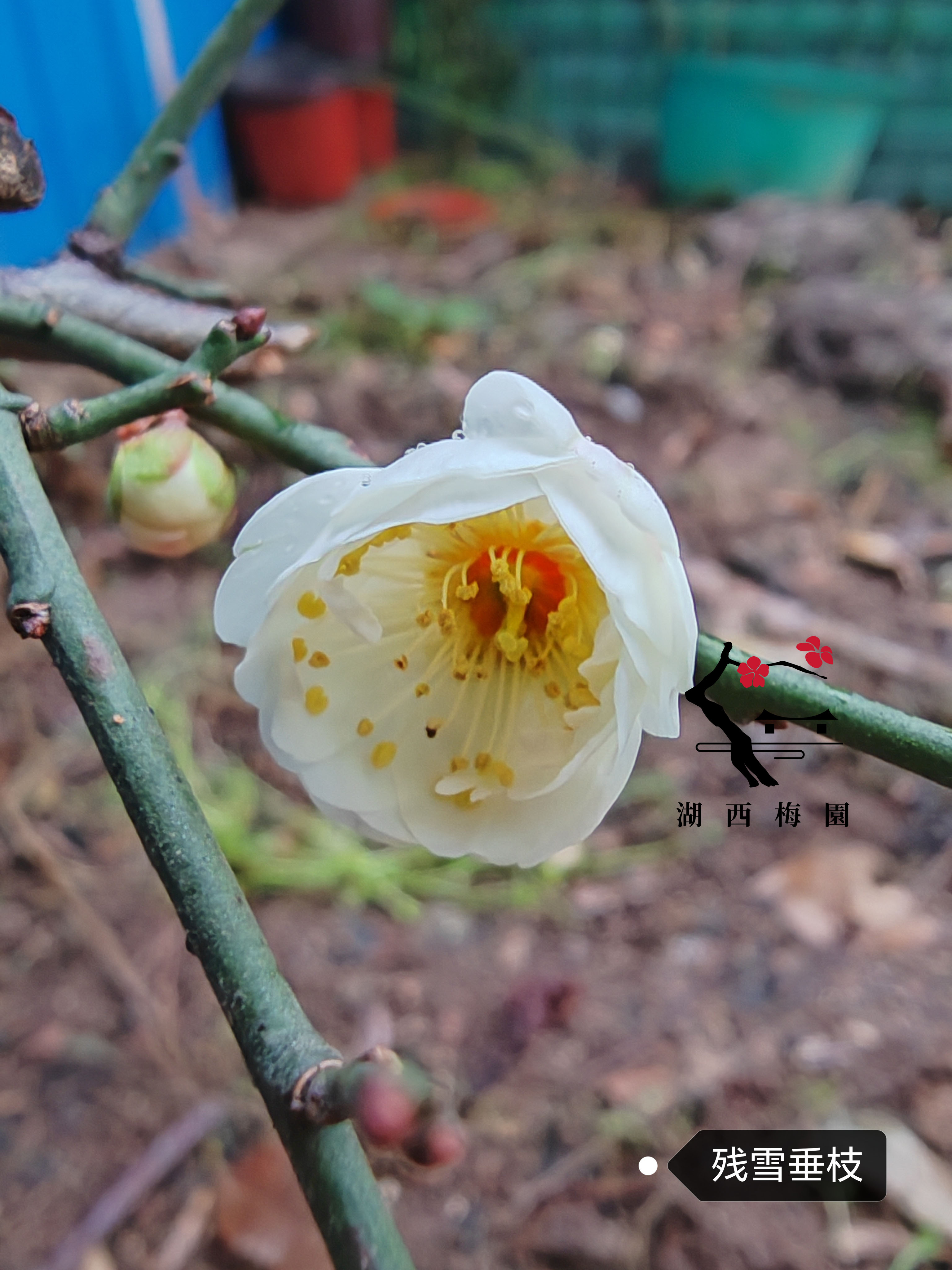 残雪垂枝梅特色:淡妆素裹,白色花瓣#田园生活# 略有不明显的粉晕,枝条
