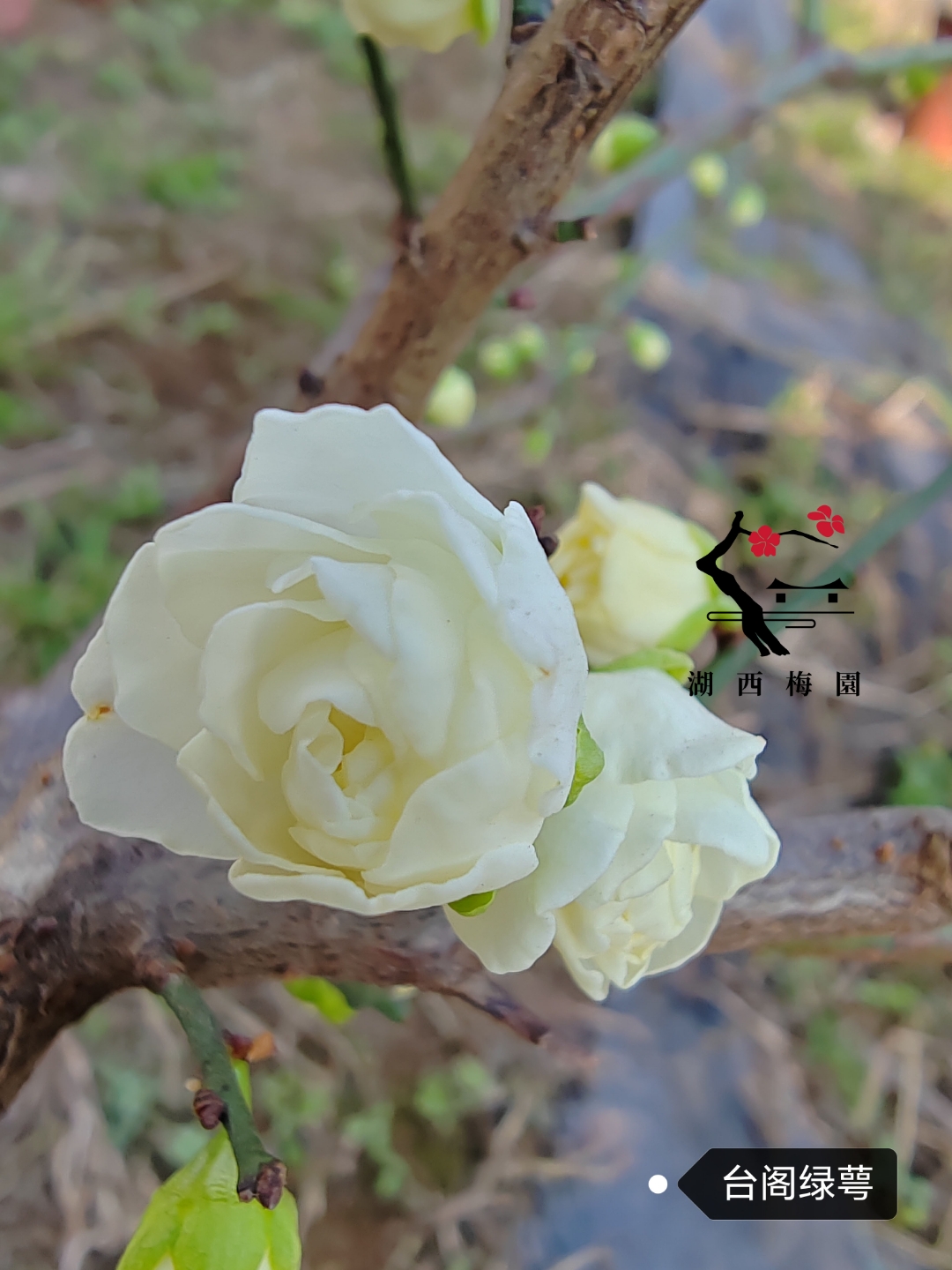 台阁绿萼梅特色:花萼翠绿,花蕾浅黄,花瓣多,浓香,兼具绿萼与黄香梅之