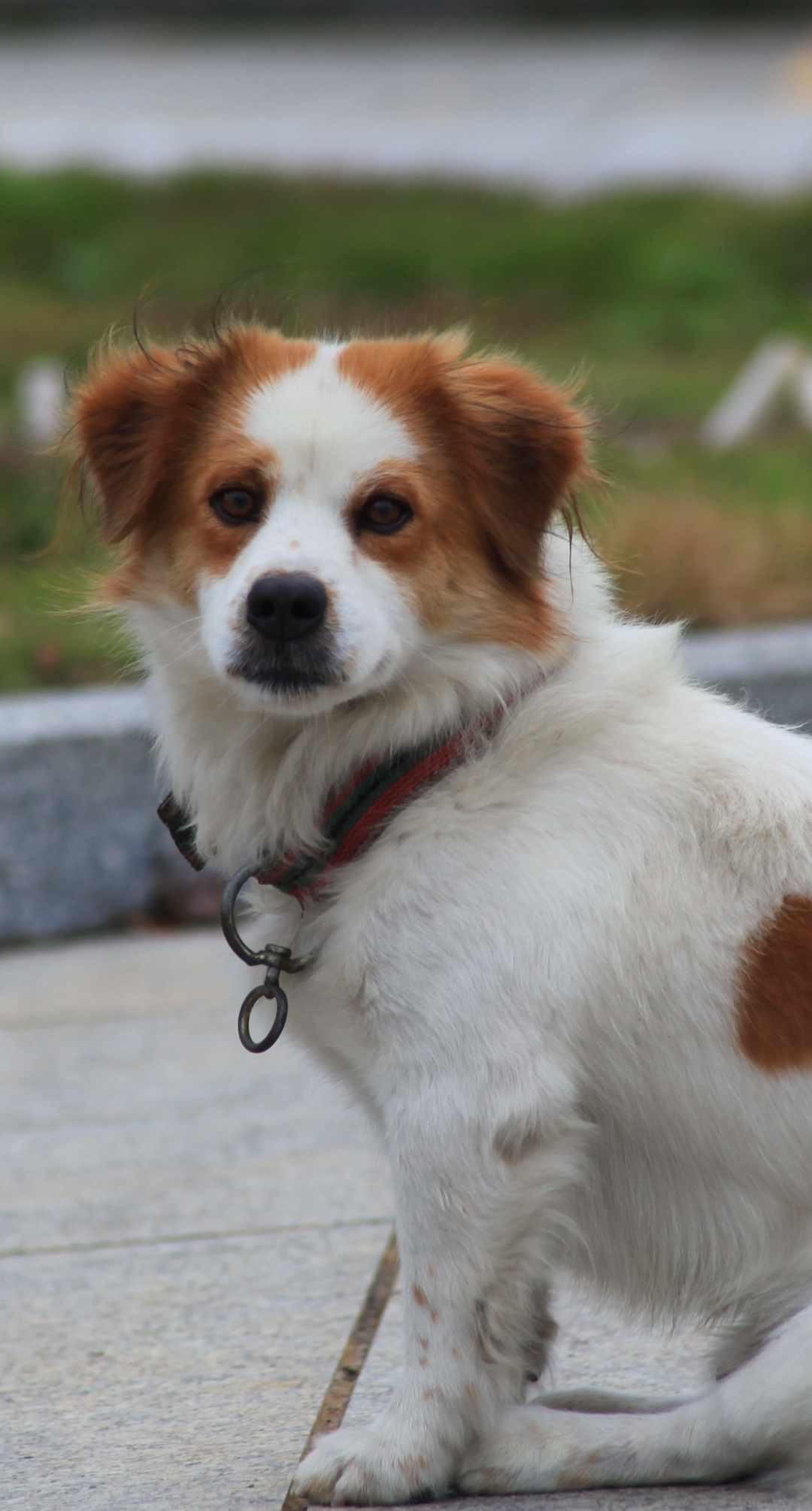 它坐在人来人往的人行道上,经典的黑白配色项圈整齐地戴在它的脖子上