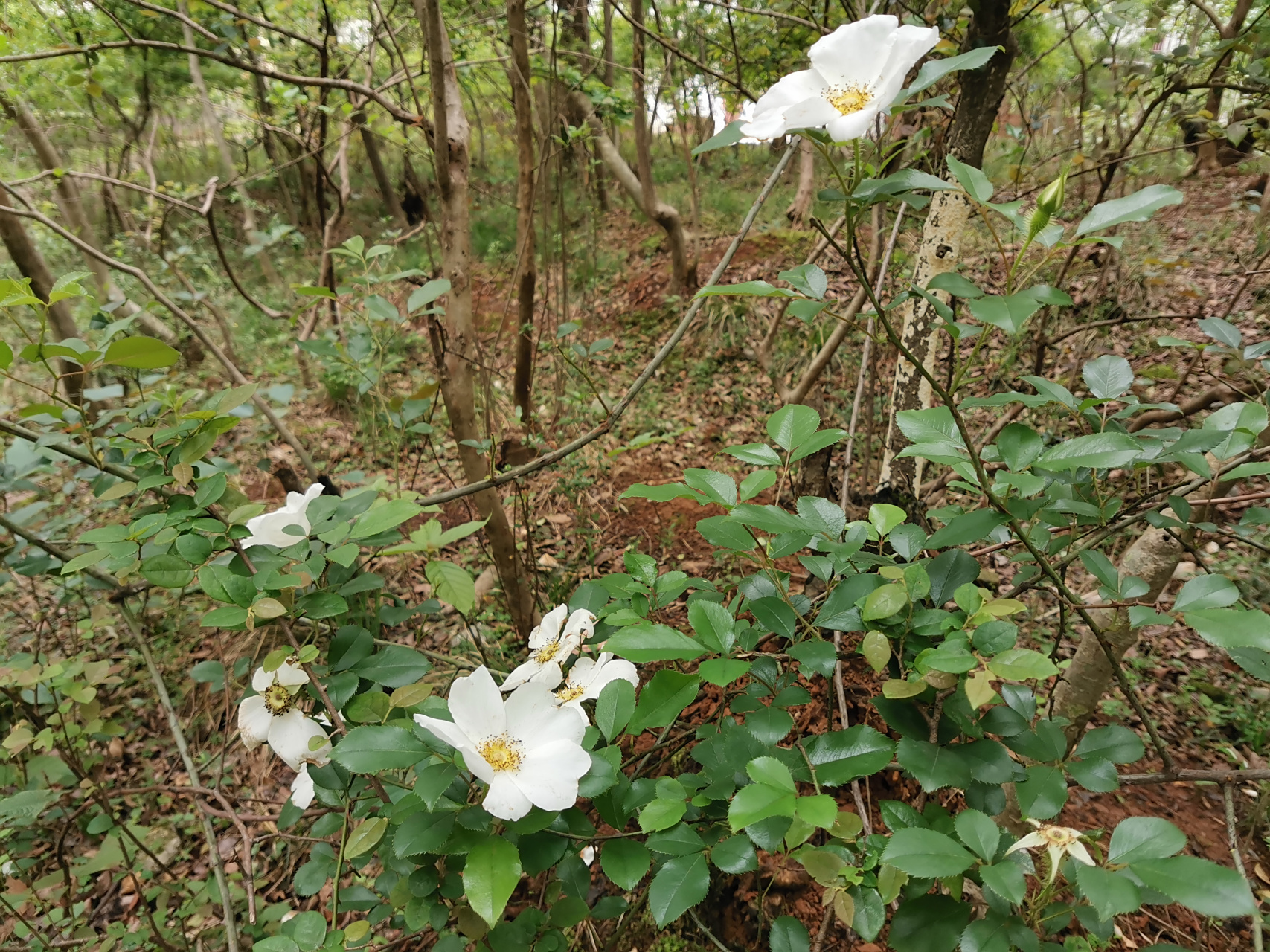这是野生的带刺白玫瑰,以前农村遍地是,现在也不常见了