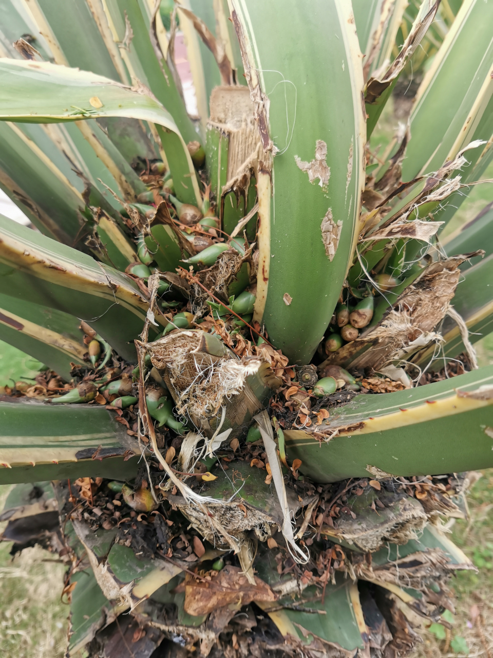 好多龙舌兰的种子,易活易种,有需要的吗?