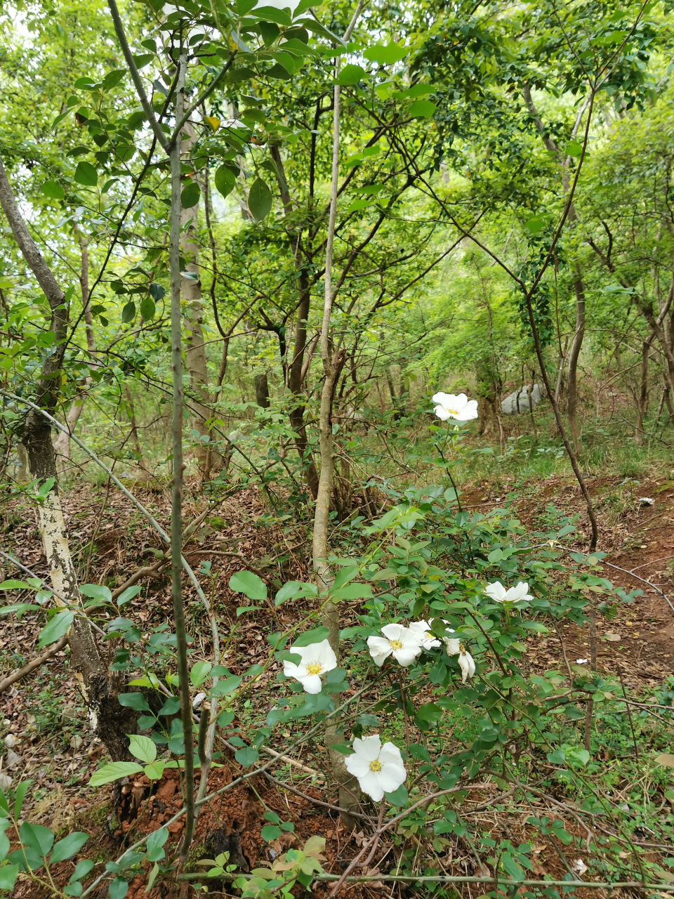 这是野生的带刺白玫瑰,以前农村遍地是,现在也不常见了