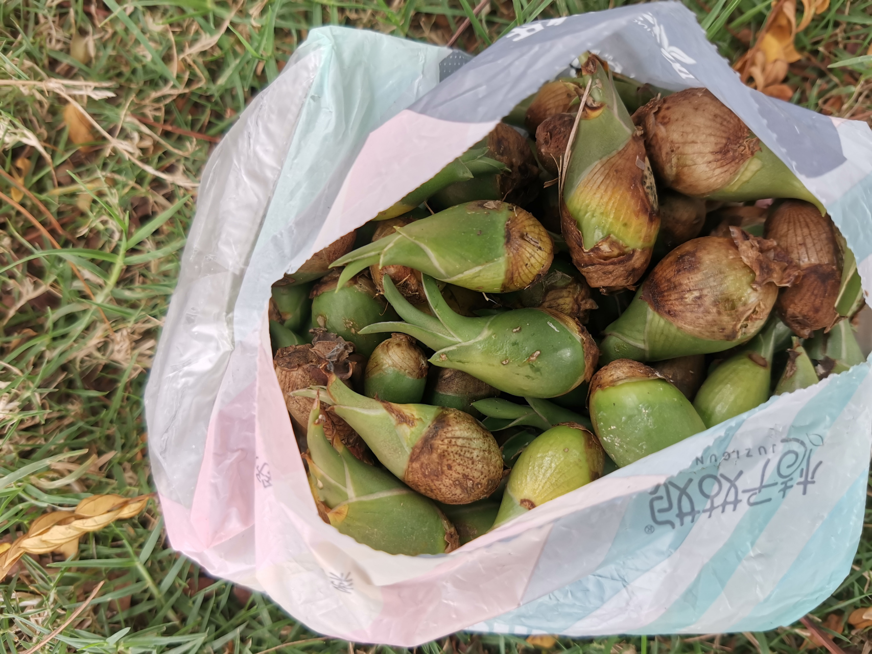 好多龙舌兰的种子,易活易种,有需要的吗?