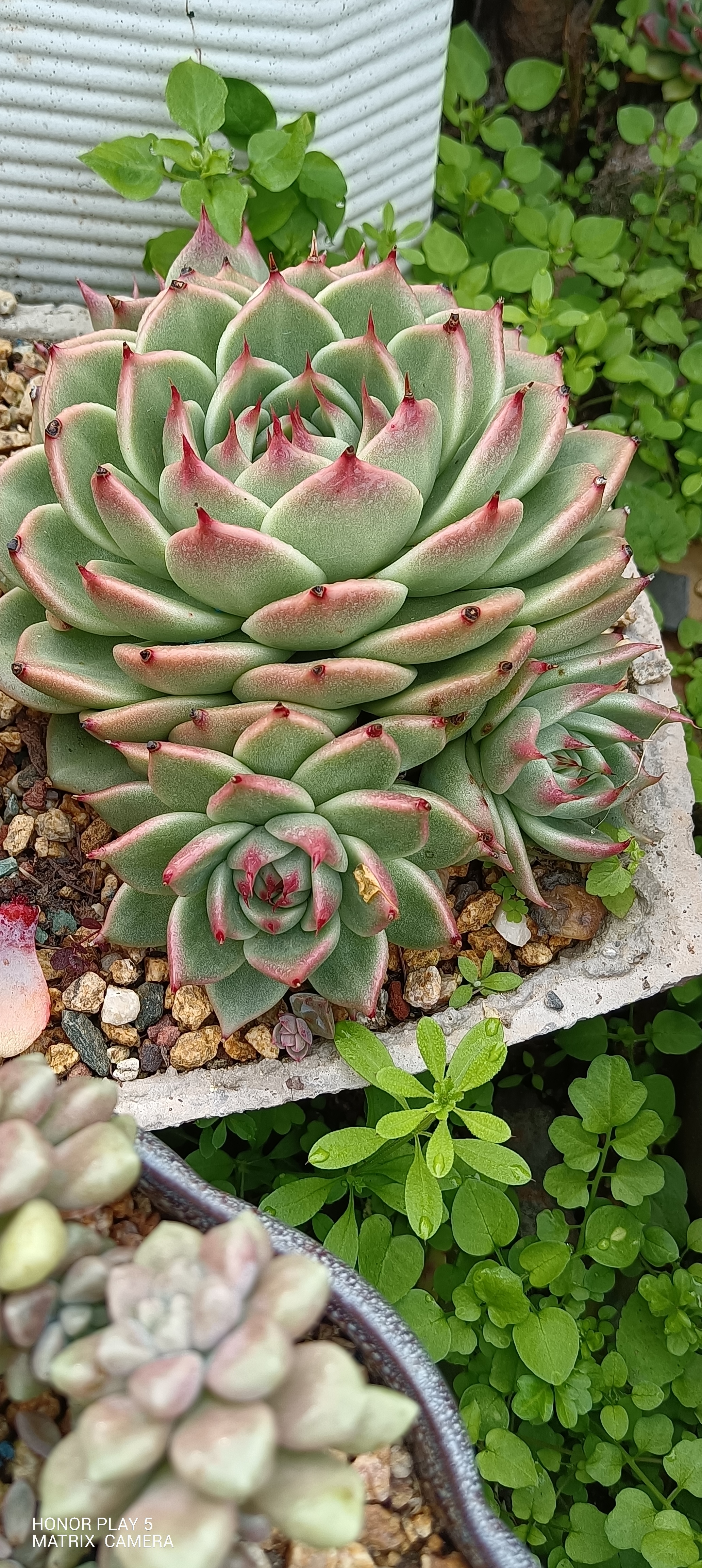 ✨多肉花园 🌿  🌸欢迎来到我的多肉花园 这里有各种各样的多肉