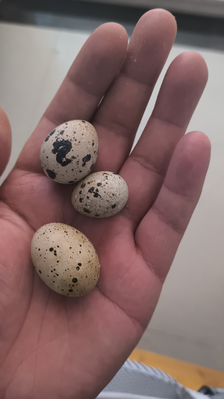 今天下的鹌鹑蛋,大小不一,让人惊讶.