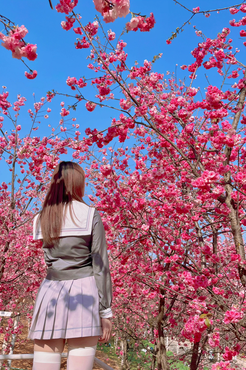 🌸浪漫樱花舞,与紫裙女子的美丽邂逅💃