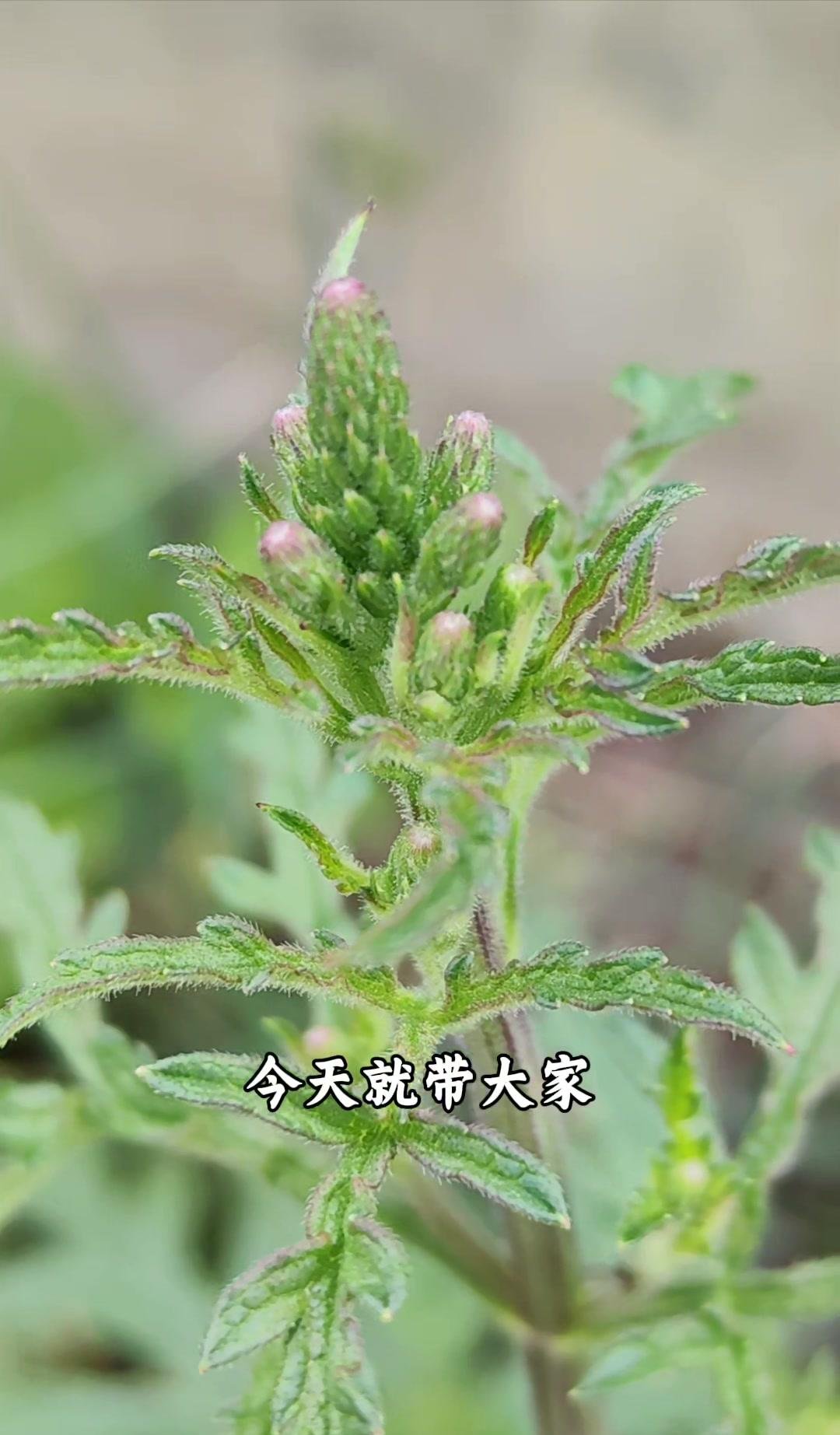 马鞭草是多年生的野草高度大概在30到120公分之间茎是四棱的叶子