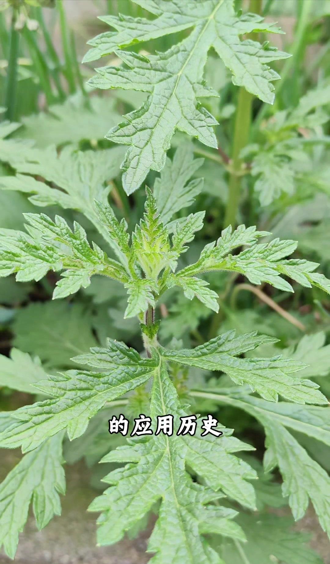 马鞭草是多年生的野草高度大概在30到120公分之间茎是四棱的叶子