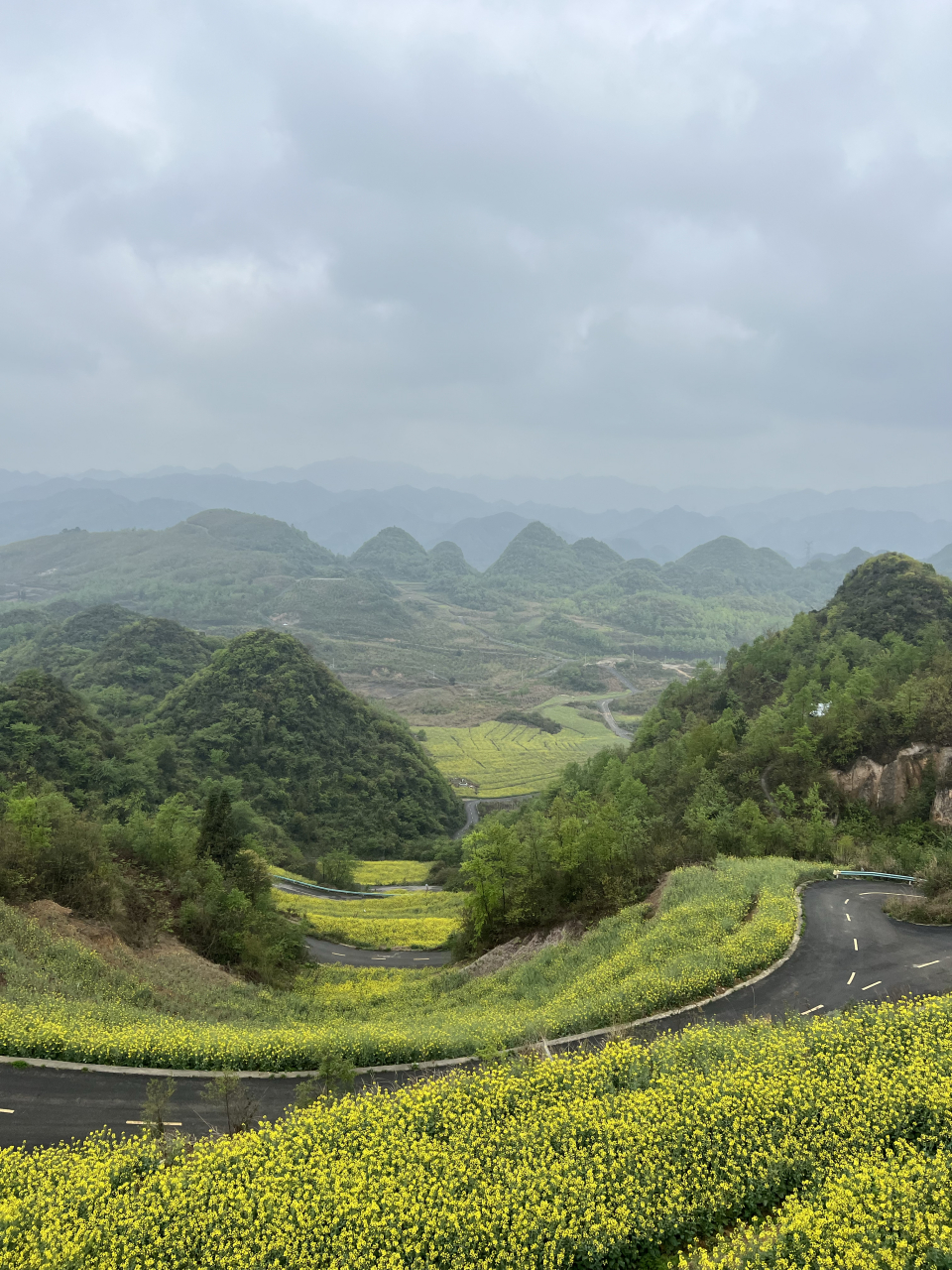 观山湖区霸王坡油菜花开了
