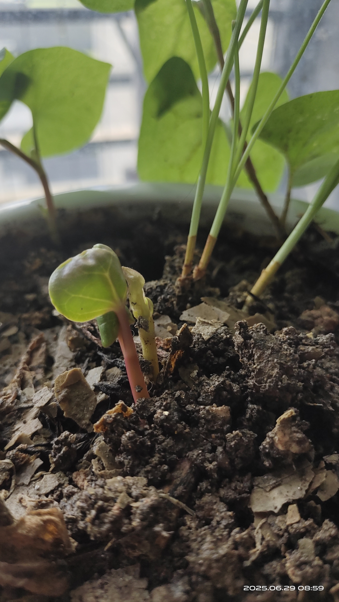 这咋又长出俩新芽#镜头下的花花草草# #红掌