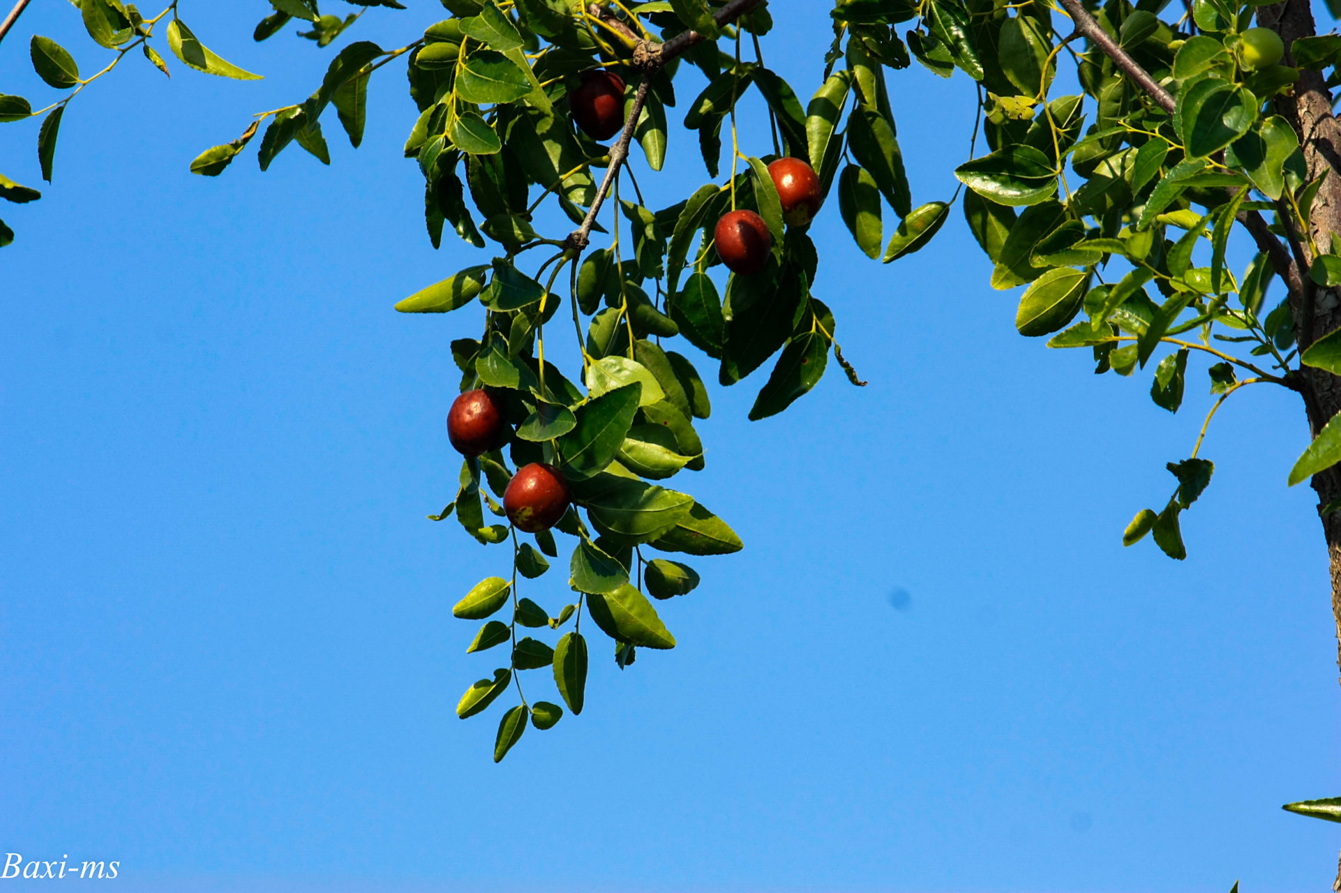 红枣林繁欣岁熟,紫檀皮软御春寒