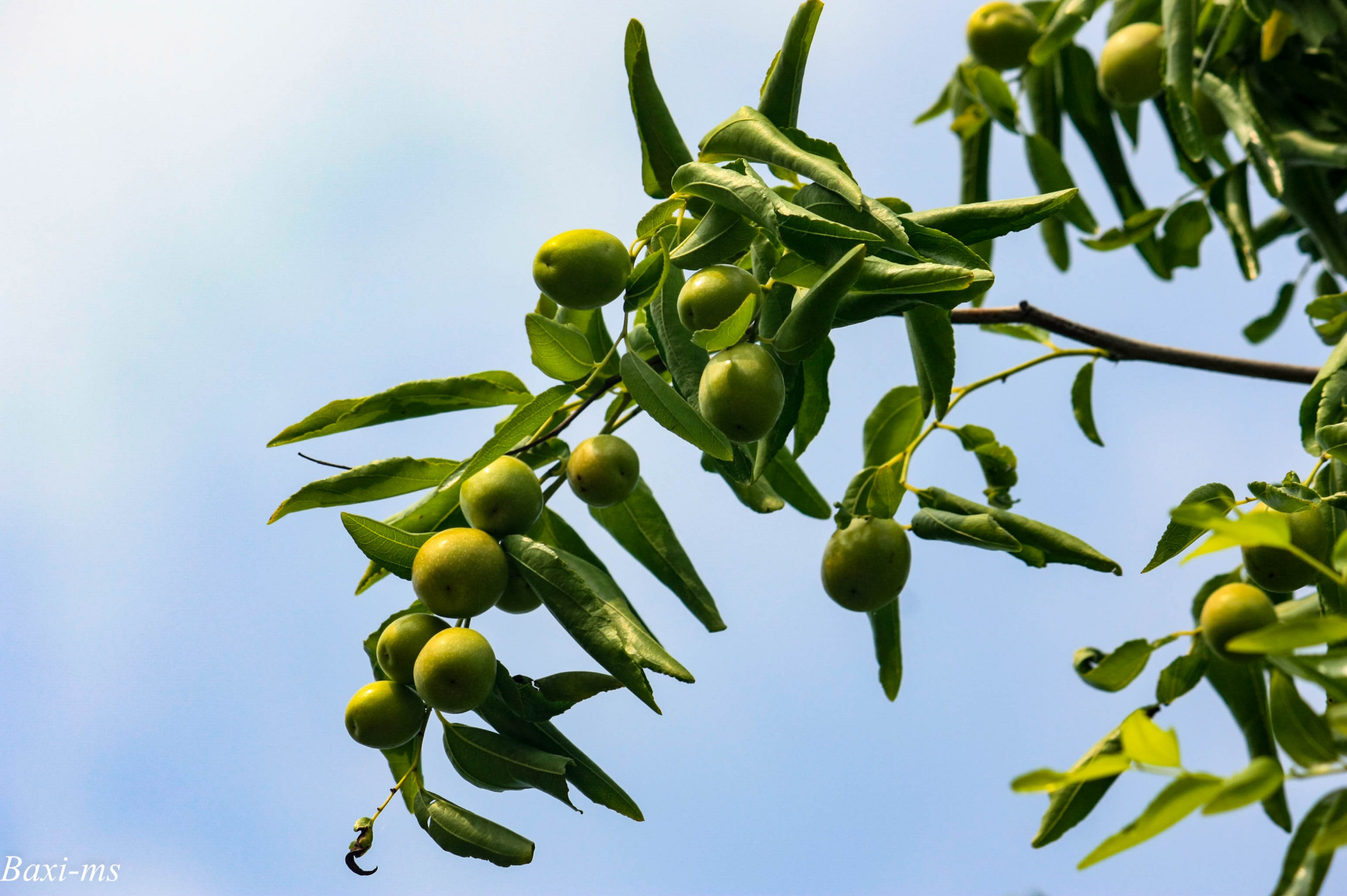 红枣林繁欣岁熟,紫檀皮软御春寒