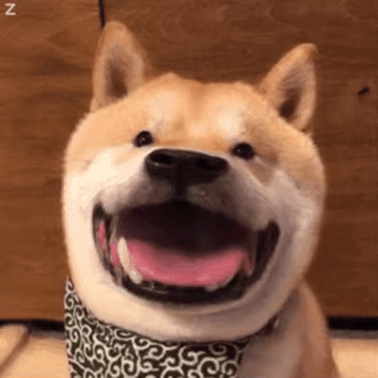 狗子表情包合集,有戳中你的笑点吗[左捂脸]