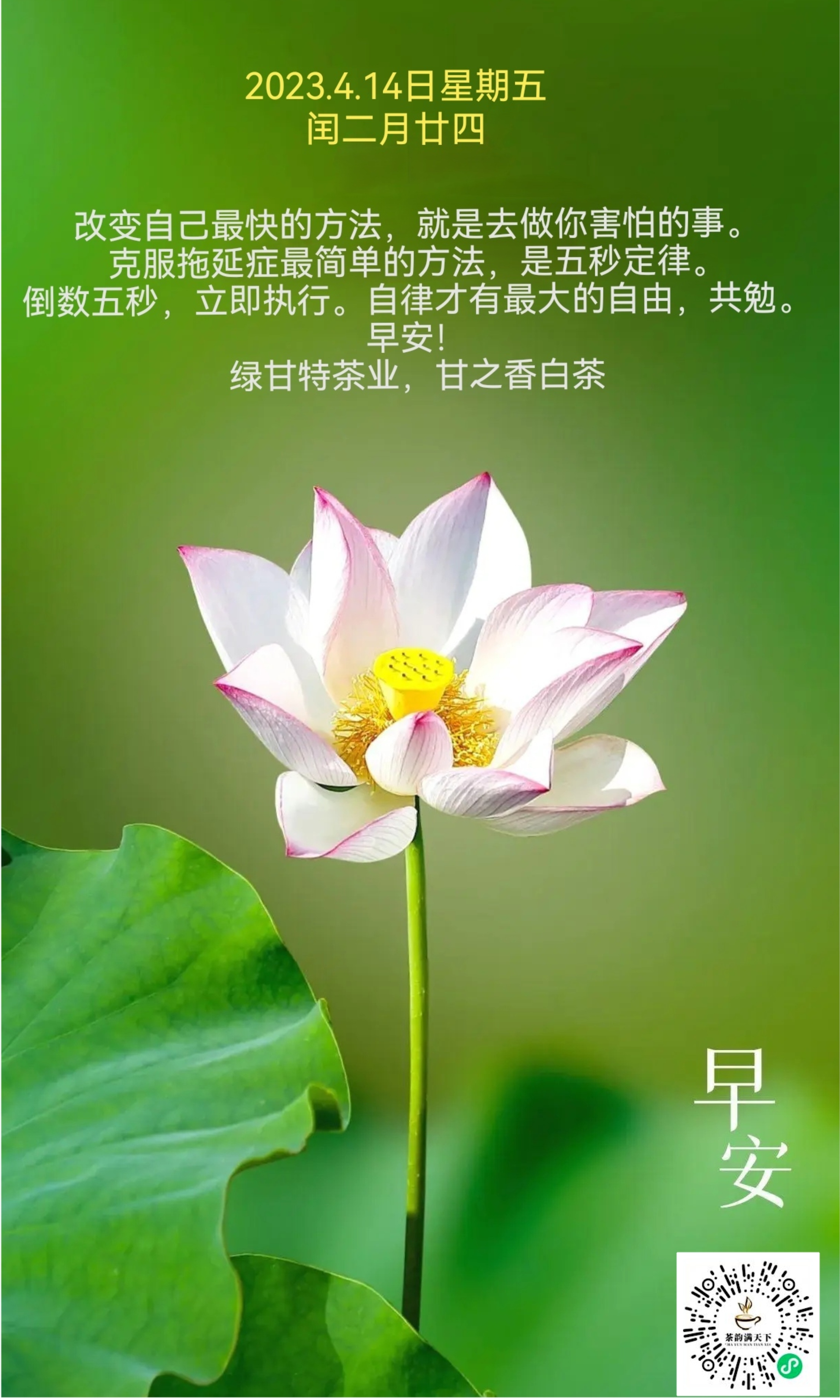 自律才有最大的自由,共勉.早安! 绿甘特茶业,甘之香白茶