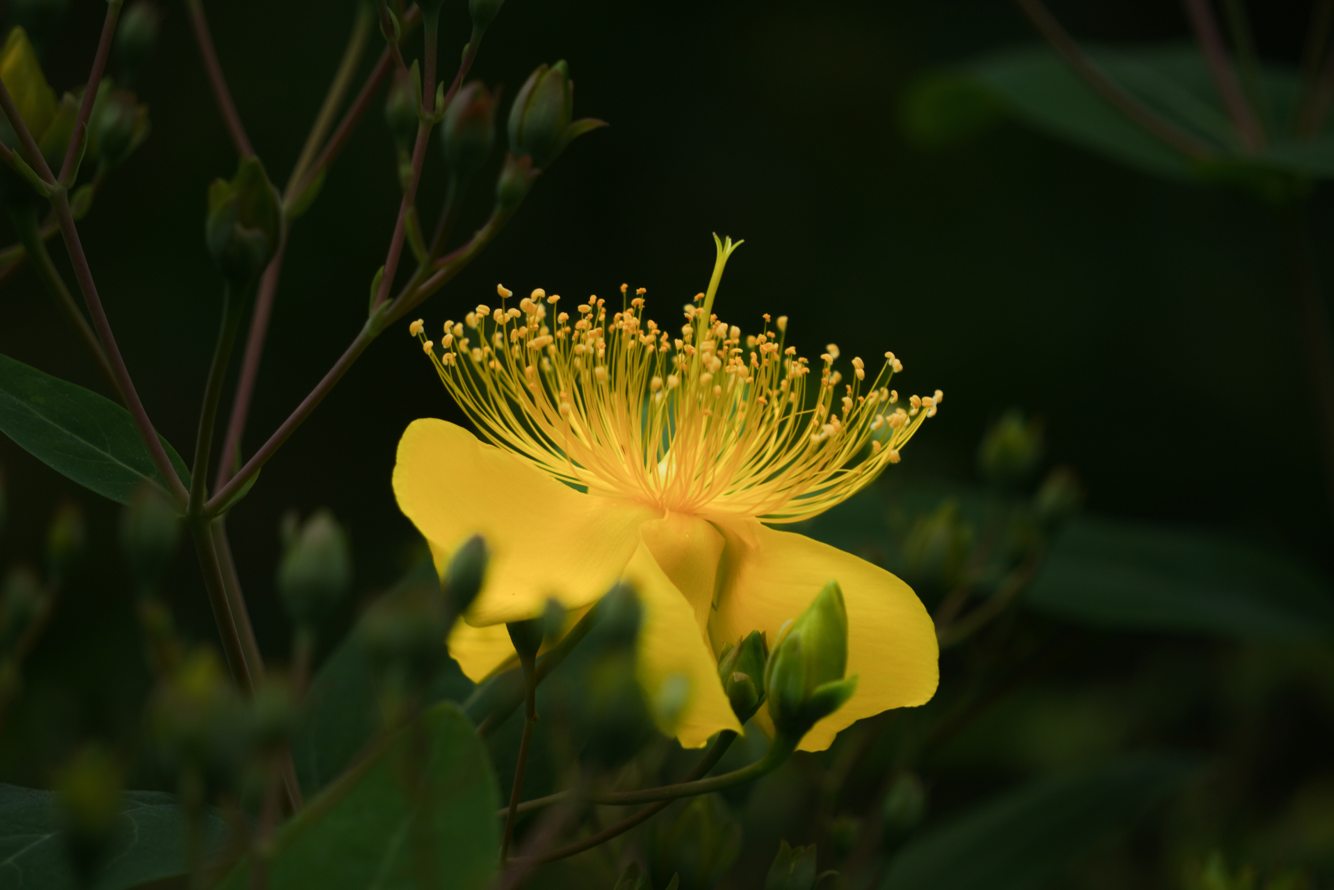 金丝桃开花有声
