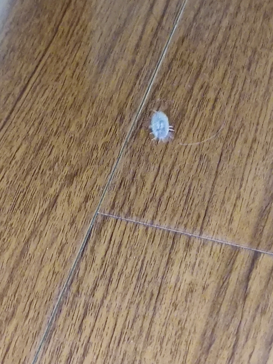 浑身长着白色触角的白色小虫 请问这是什么虫