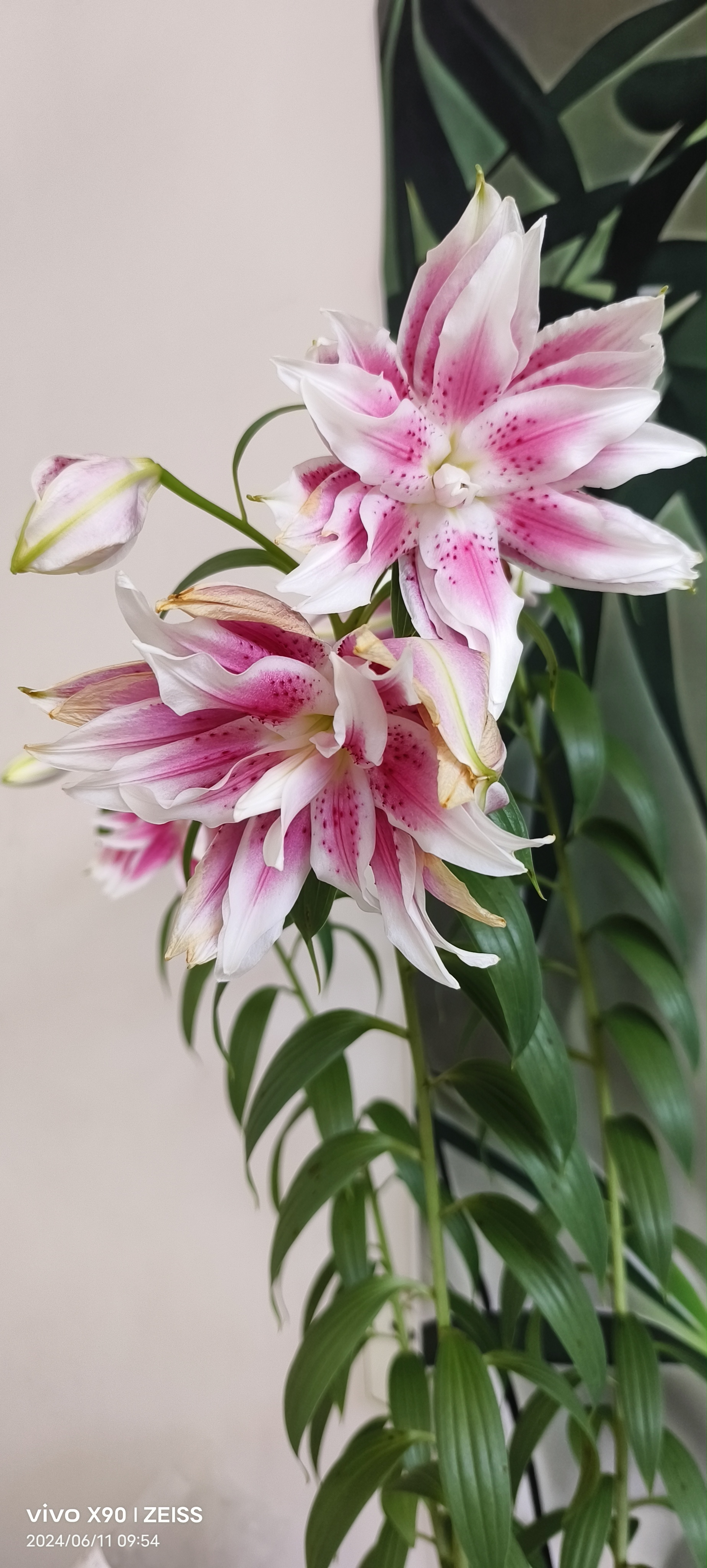 百合花摄影教程笔记，技巧教学大全